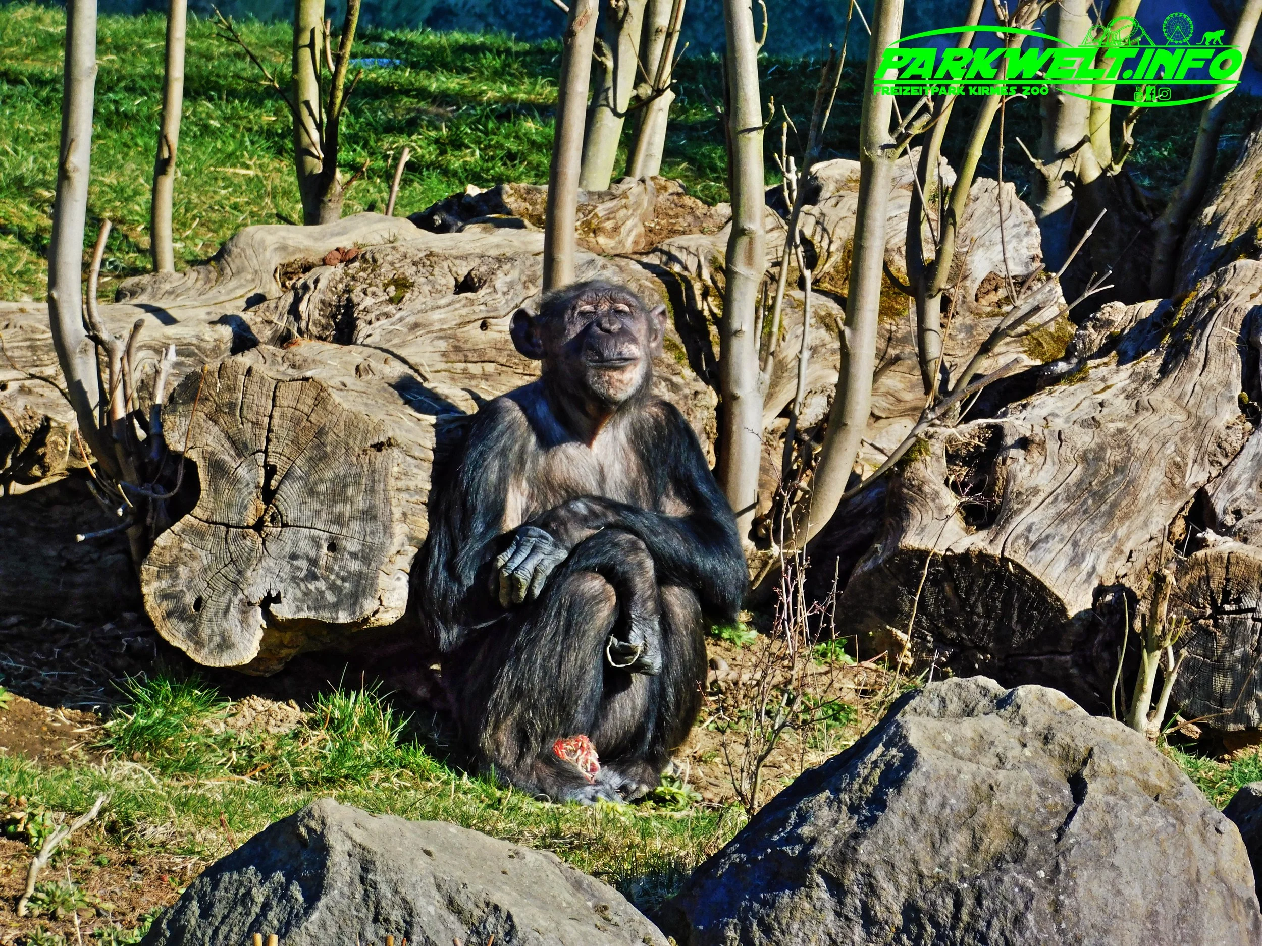 Zoo Neuwied Tiere Reptilien Aquarium Wildpark Rheinland Pfalz Park Plan Map Guide Infos Bilder Preise Öffnungszeiten Anfahrt Adresse
