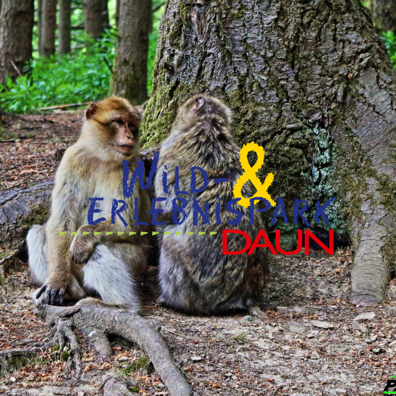 Zwei Affen sitzen im Wald vor einem Baum, mit Text: 'Wild & Erlebnispark Daun'