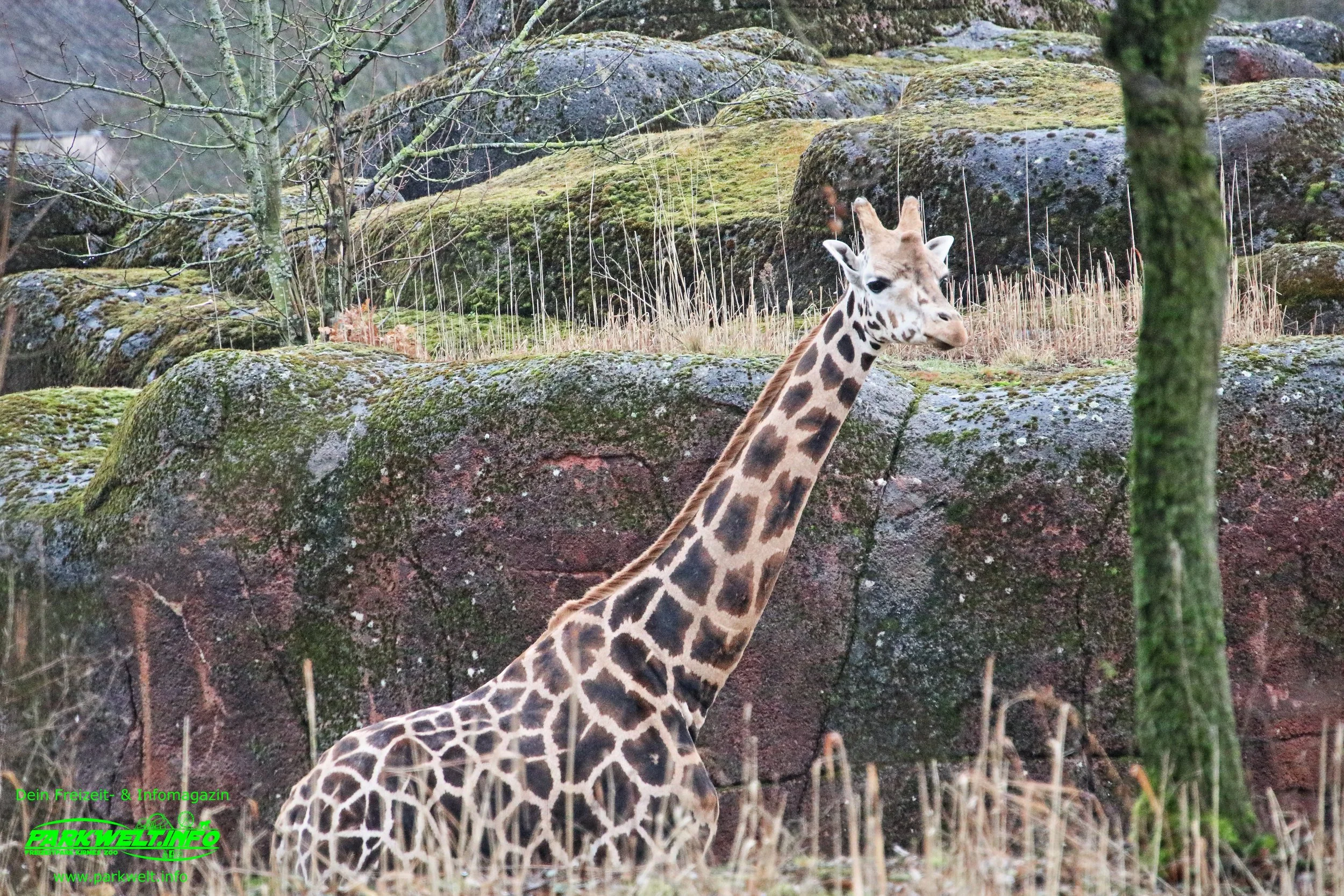 GaiaZoo Gaia zoo Tiere Niederlande Holland Tierpark Kerkrade Info Adresse Anfahrt Parkplatz Tiere Park Plan map guide