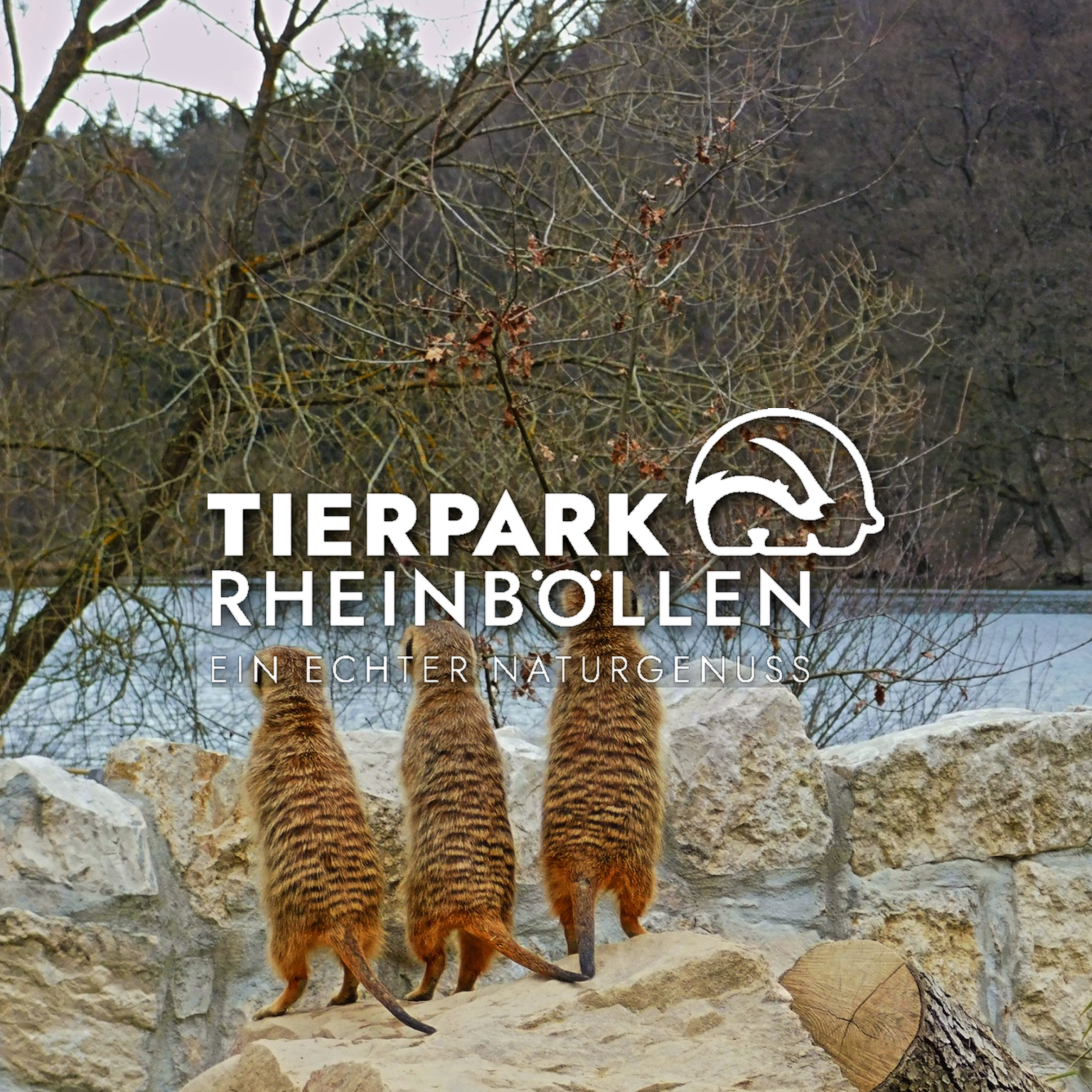 Drei Zebras stehen auf einem Felsen vor einem Wasser. Über ihnen sind kahle Baumzweige und im Hintergrund ein bewaldeter Hügel. Der Text auf dem Bild lautet: 'Tierpark Rheinböllen, Ein echter Naturgenuss'.