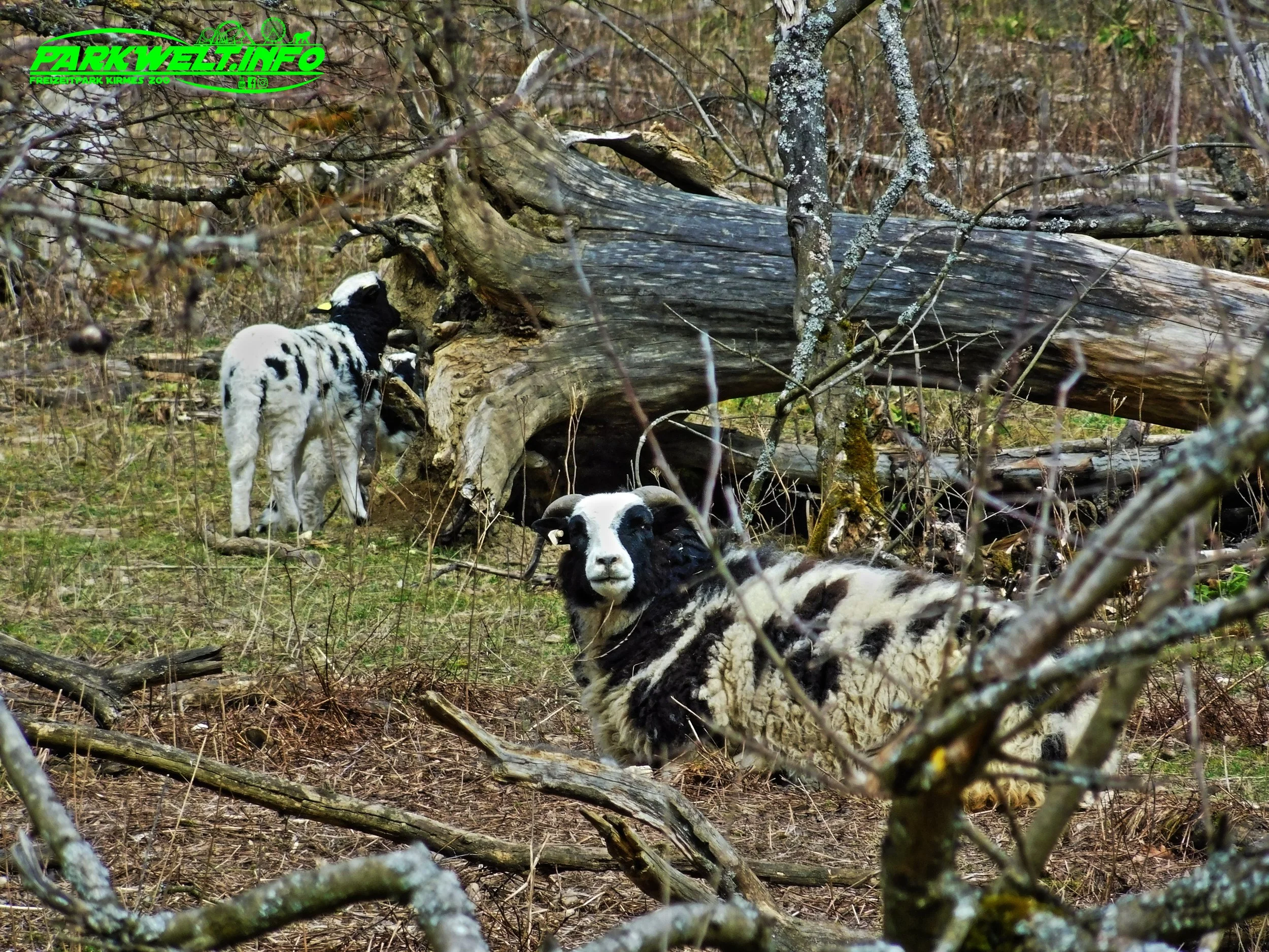 Tierpark Rheinböllen Wildpark Wildtiere Infos Parkplan Park Plan Map Guide Fotos Bilder Hochwildpark Wildtiere Adresse Anfahrt