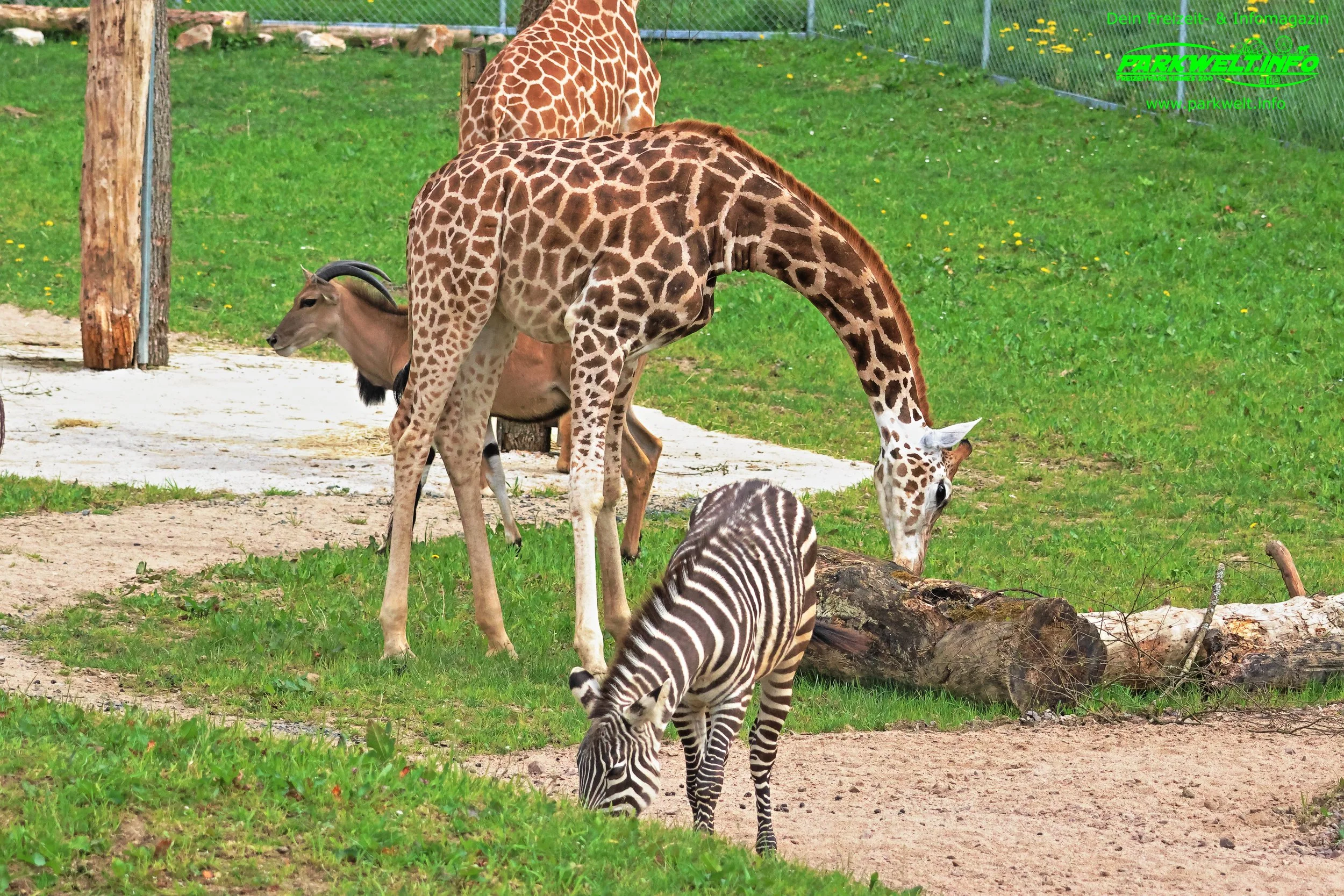 Tier Erlebnispark Bell Hunsrück Wildpark Zoo Tiere Attraktionen Adresse Preise Info Nilder Park Plan Map Guide Husky Show