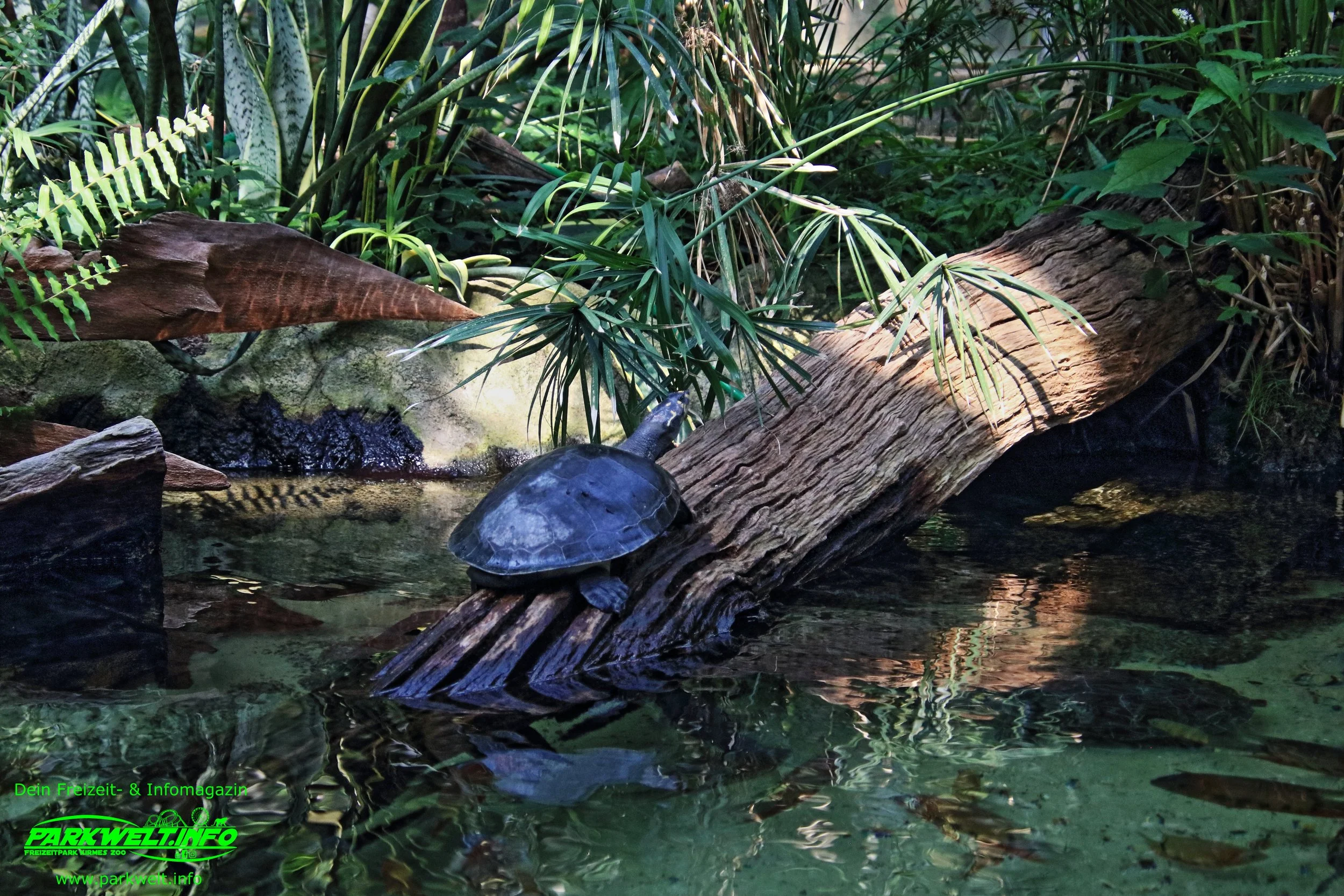 Sea Life Hannover Aquarium Ausflugsziel Fische Niedersachsen Merlin Familienzeit Rabatt Attraktionen Park Plan Bilder Anfahrt Adresse 