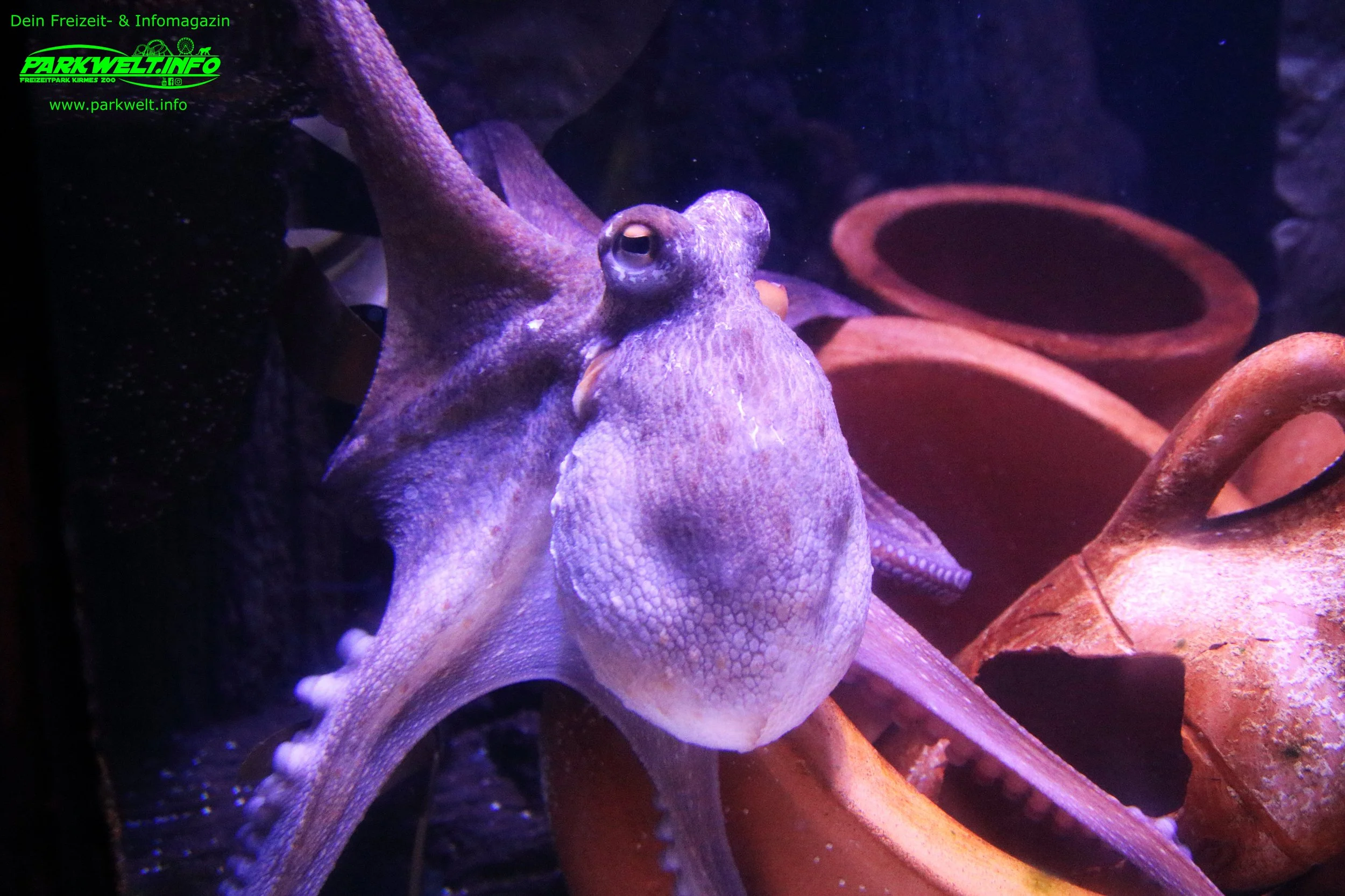 Sea Life Hannover Aquarium Ausflugsziel Fische Niedersachsen Merlin Familienzeit Rabatt Attraktionen Park Plan Bilder Anfahrt Adresse 
