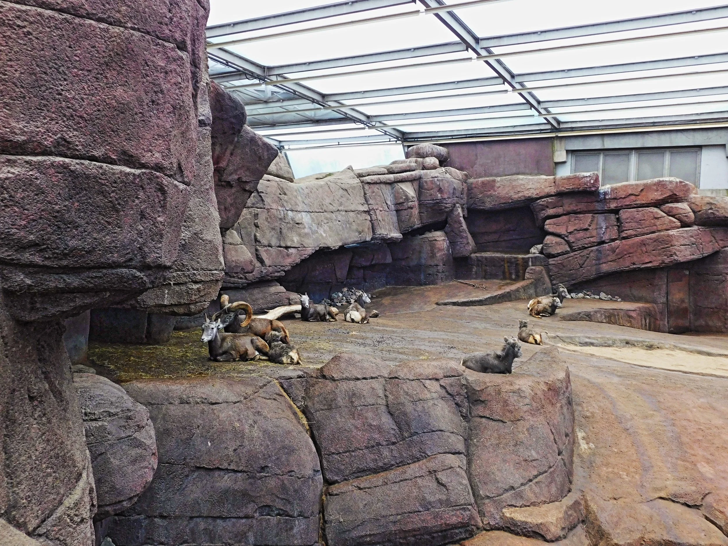 Burgers Zoo Arnhein Niederlande Holland Tierpark Wildpark Tiere Zoo Wild Tiere Info Park Plan Map Guide Anfahrt Adresse