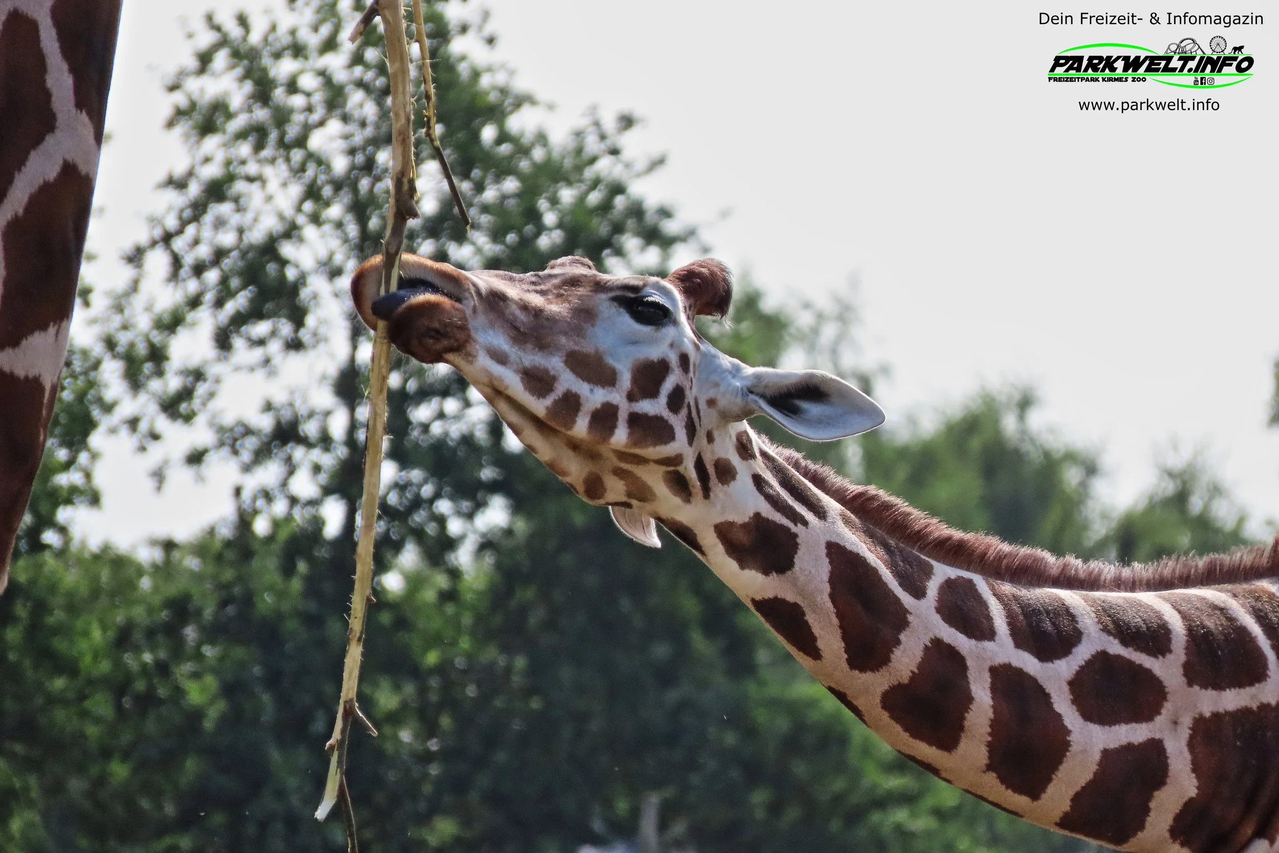 Jaderpark Tierpark Freizeitpark Jade Themepark Achterbahn Wasserbahn Attraktionen Info News Park Plan Map Guide Adresse Fahrgeschäfte Tiere 