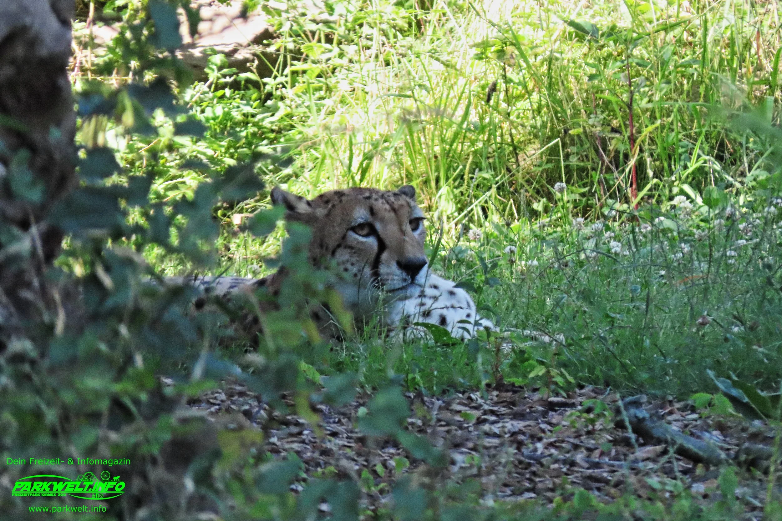 Zoo Leipzig Sachsen Tiere Ausflugsziel Park Plan Infos News Bilder Anfahrt Adresse Preise Parkplatz Attraktionen