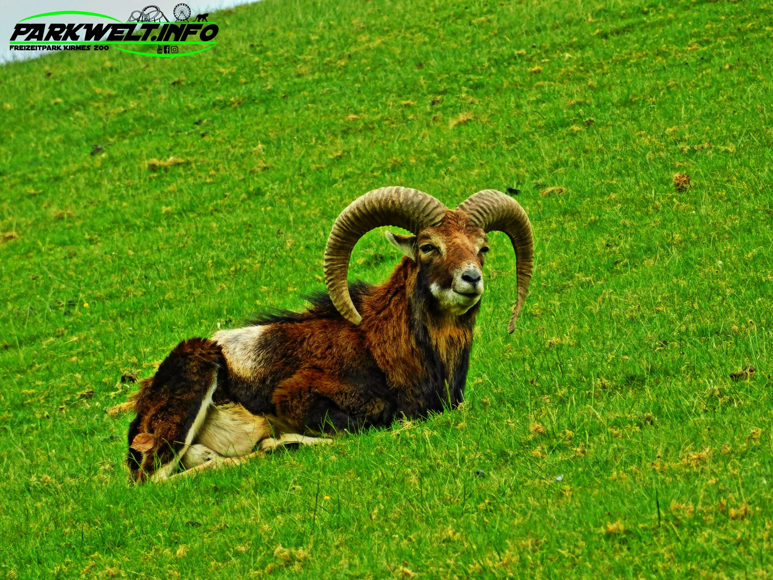 Wild Erlebnispark Daun Wildpark Wildsafari Wildtiere Zoo Freizeitpark Daun Tiere Anfahrt Sommerrodelbahn Auto Affenschlucht Map Guide Adresse Preise Park Plan Fotos Video Bilder Attraktionen