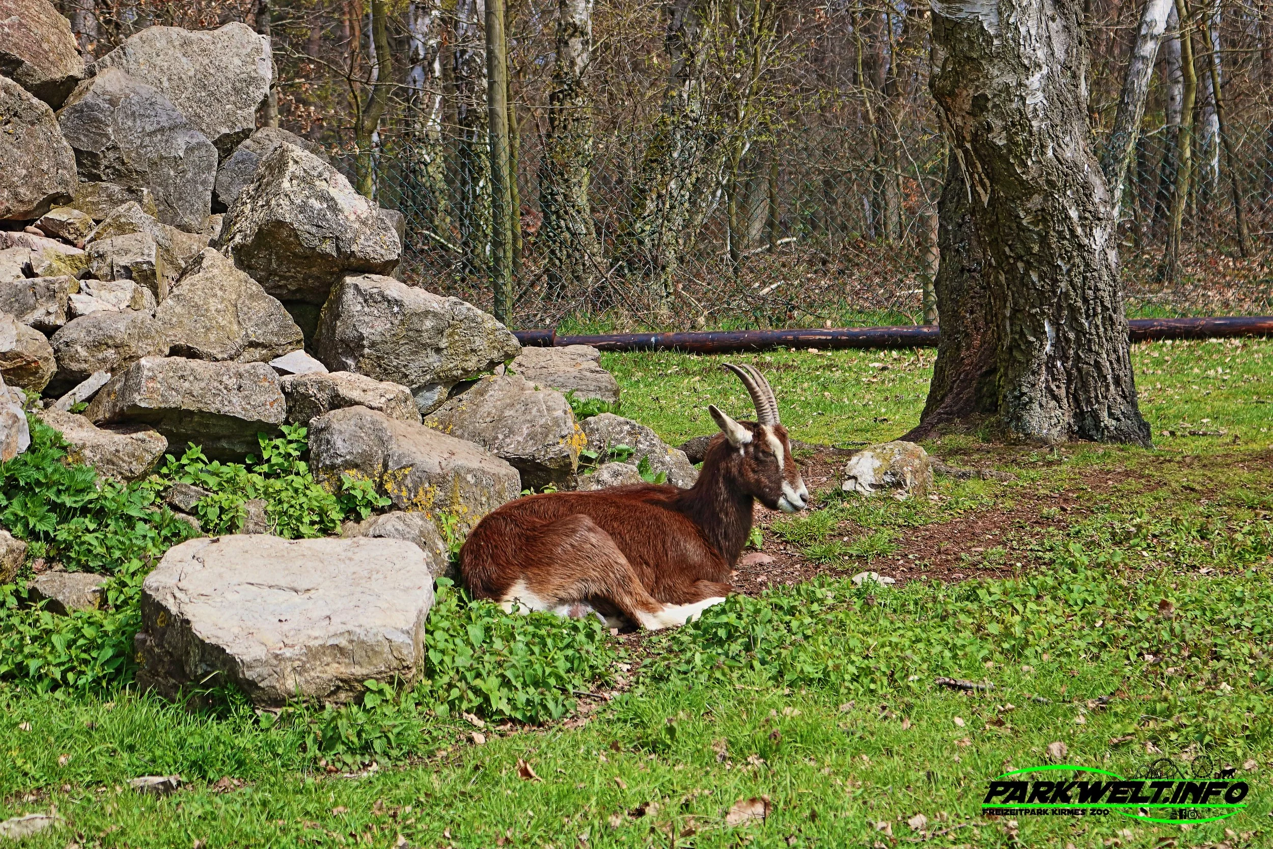 Hochwildpark Kommern Mechernich Wildpark Tierpark Zoo Wildtiere Preise Eintritt Anfahrt Park Plan Map Guide Fotos Bilder Rheinland Eifel