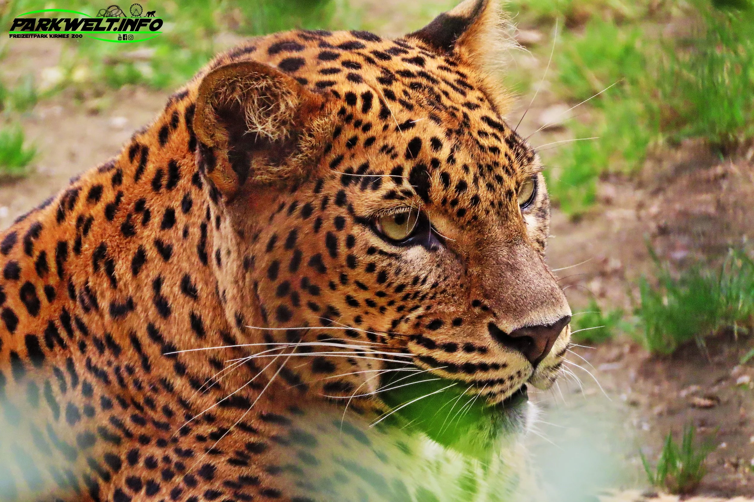 Mondo Verde Landgraaf Niederlande Holland Freizeitpark Zoo Wildpark Weltpark Gärten Blumen Attraktionen Fahrgeschäfte Infos Bilder Attractiepark Achterbahn