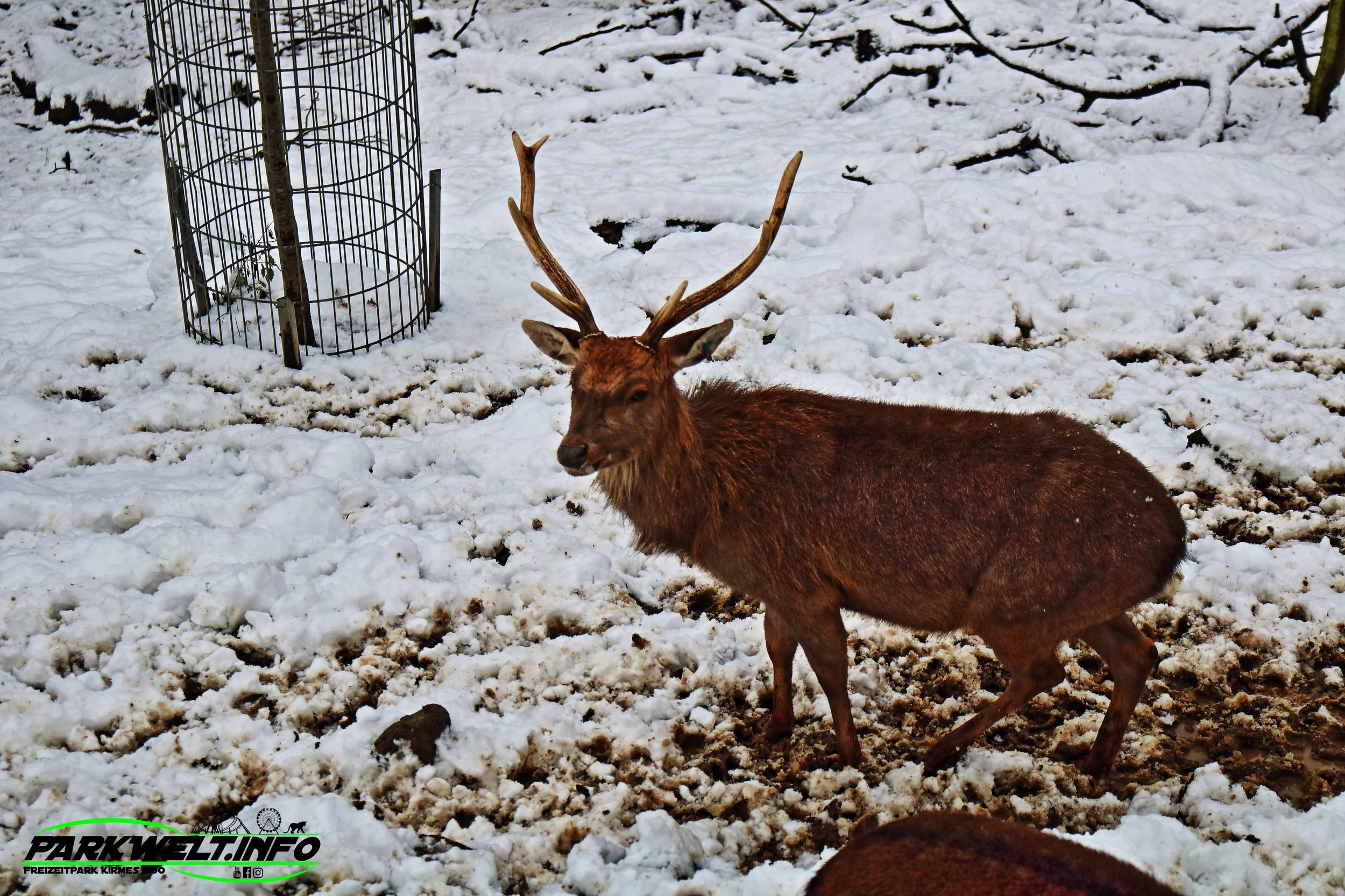 Opel Zoo Tierpark Tiere Hessen Ausflug Ausflugsziel Familie Wildpark Anfahrt Adresse Map Guide Parkplan Park Plan Info Infos Spielplatz