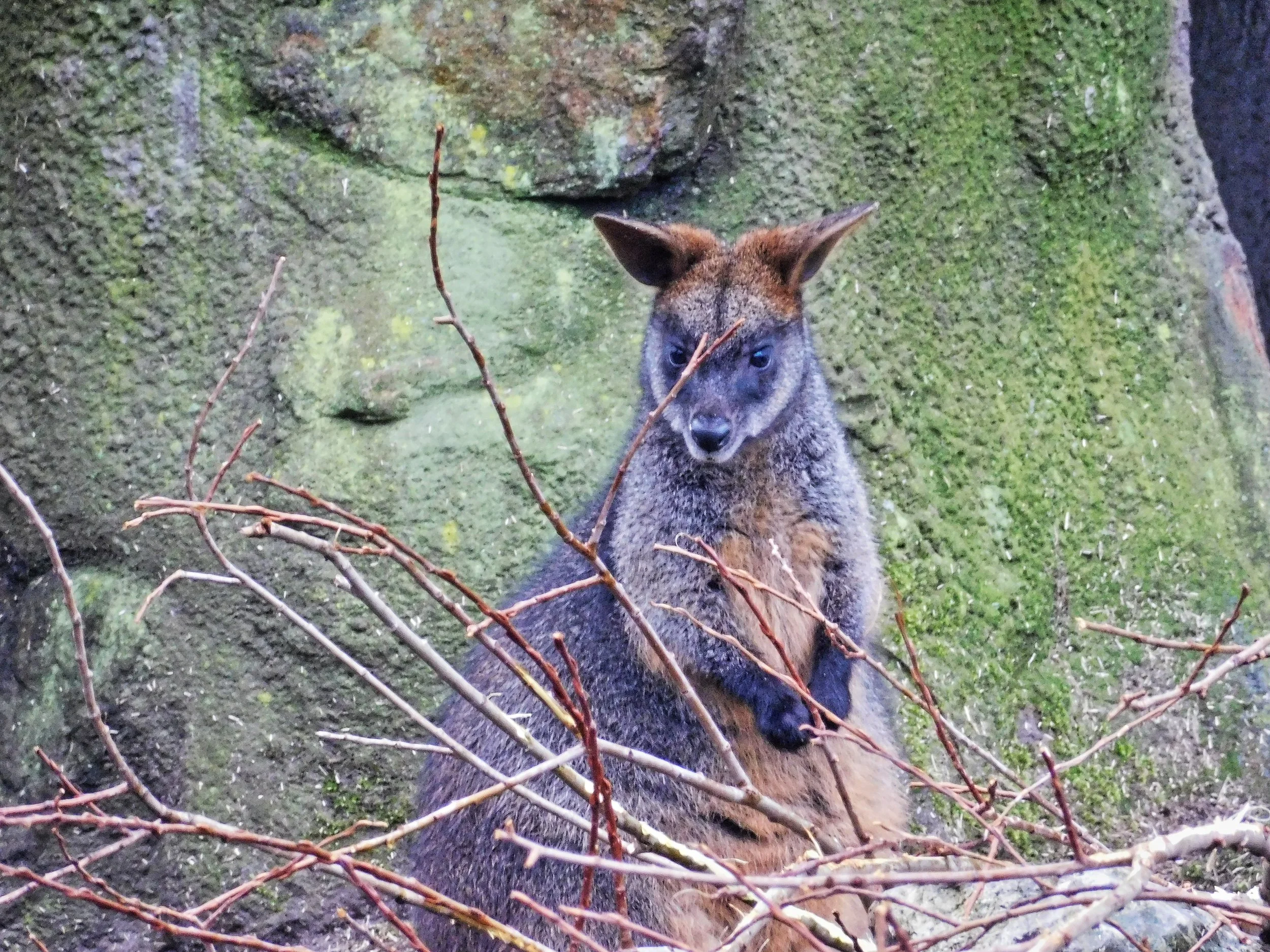 Burgers Zoo Arnhein Niederlande Holland Tierpark Wildpark Tiere Zoo Wild Tiere Info Park Plan Map Guide Anfahrt Adresse