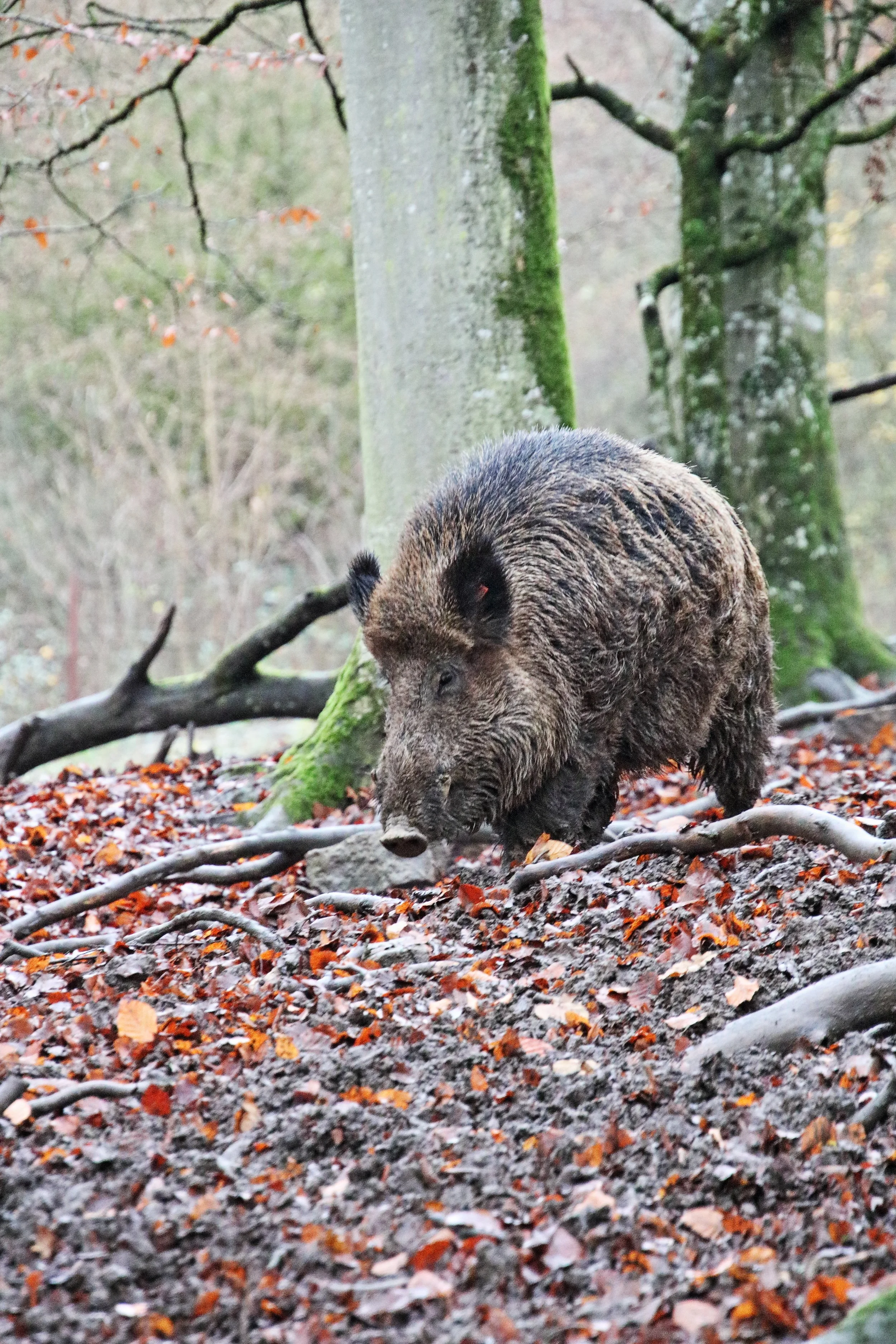 Freizeitpark Eifelpark Tiere Attraktionen Info Achterbahn Event 
