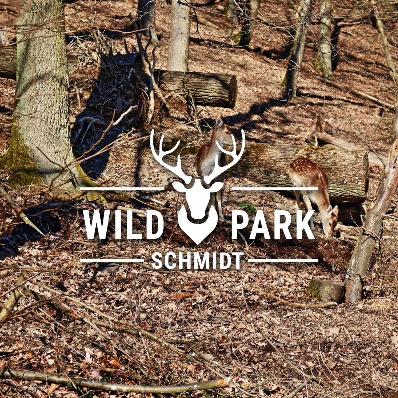 Zwei Rehe in einem Wald, mit einem Logo, das einen Hirschkopf und die Aufschrift "Wild Park Schmidt" zeigt.