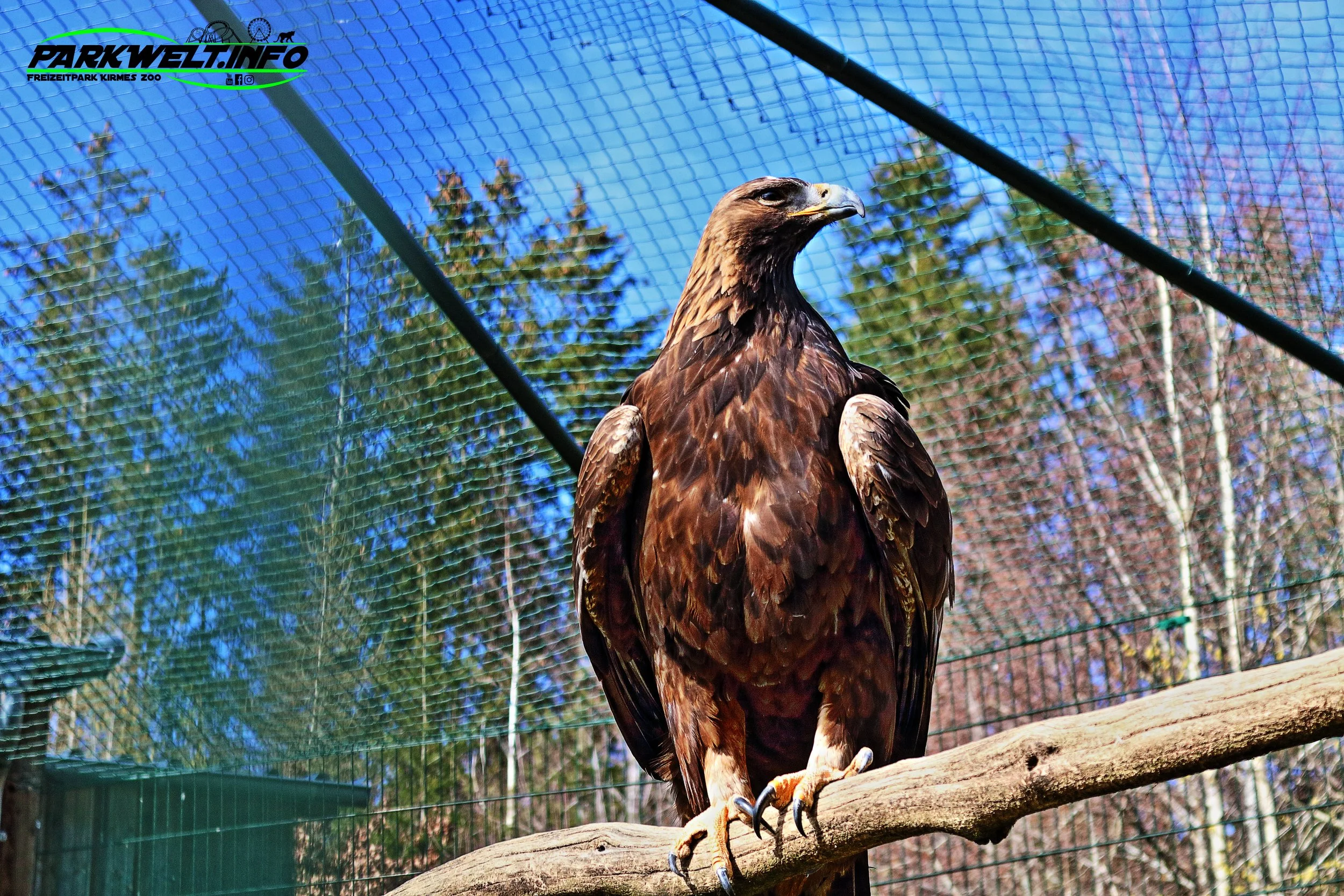Greifvogelstation Wildfreigehege Hellenthal Wildpark Vogelpark Tierpark Infos Preise Anfahrt Map Guide Park Plan Fotos Bilder