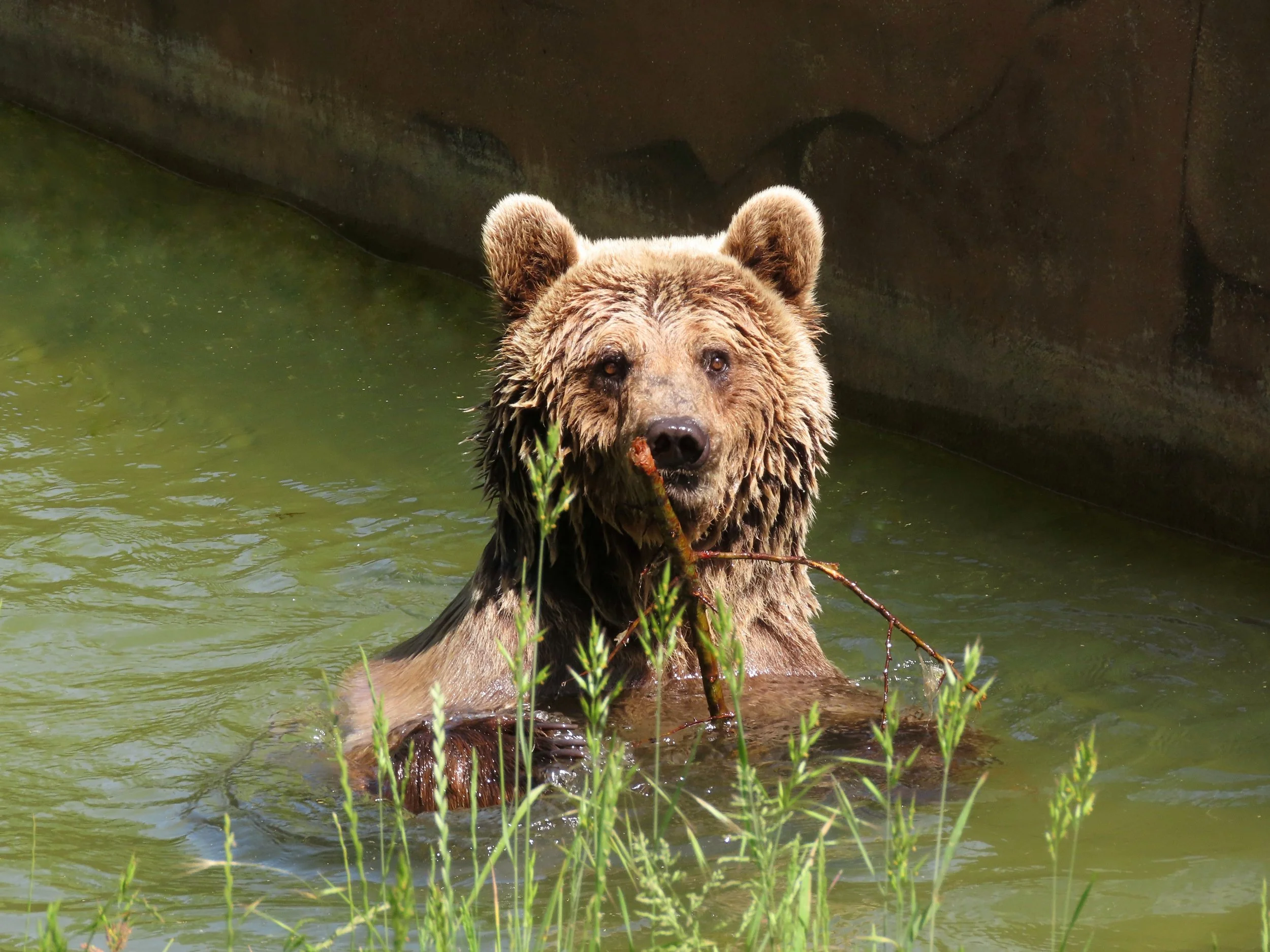 Eifelpark Tiere Attraktionen Info Achterbahn