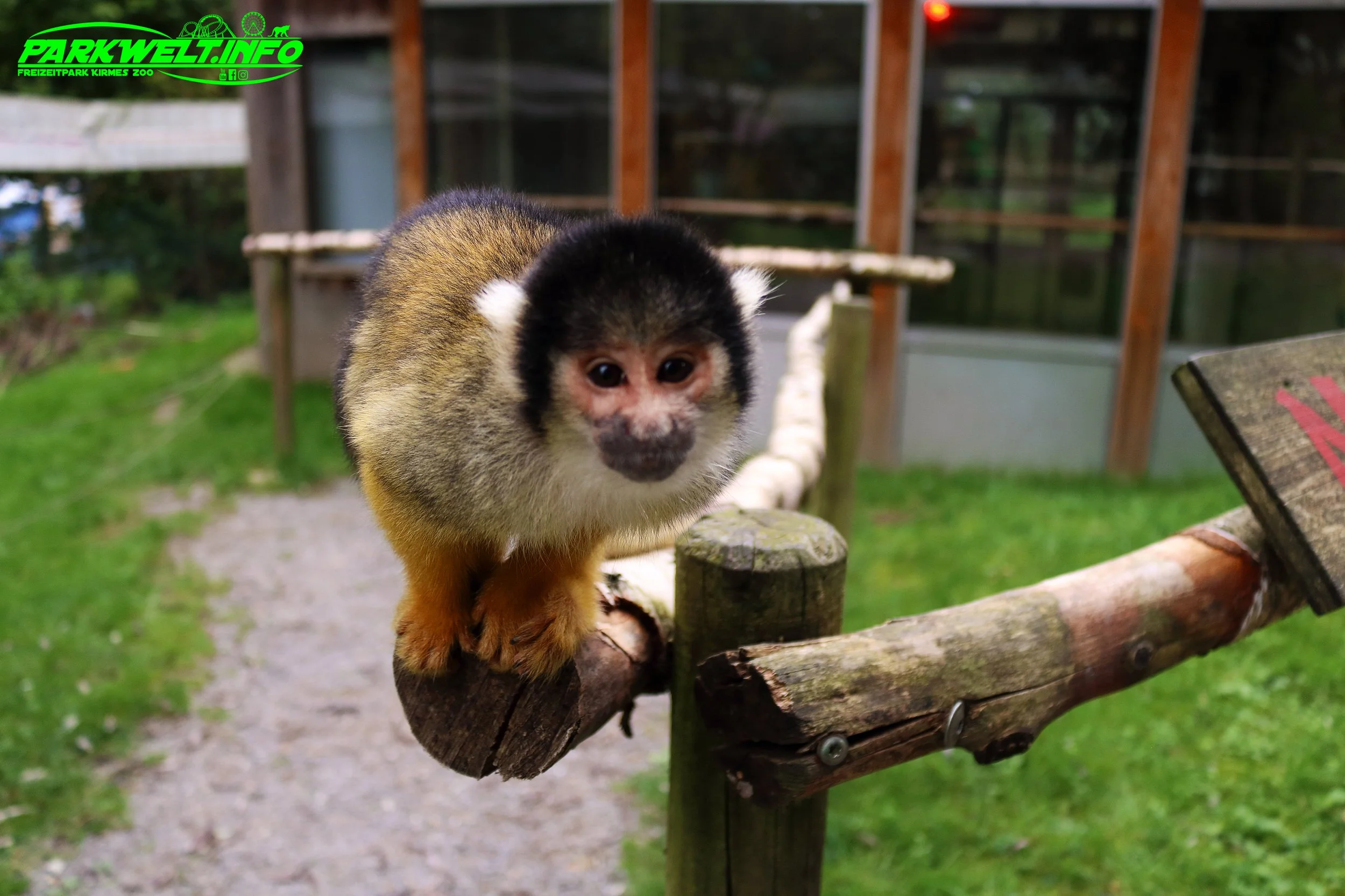 Affen und Vogelpark Eckenhagen Tierpark Wildpark Zoo Nordrhein Westfalen Zoo Wildpark Park Plan Info Anfahrt Bilder Fotos Attraktionen Fahrgeschäfte Vögel Affe