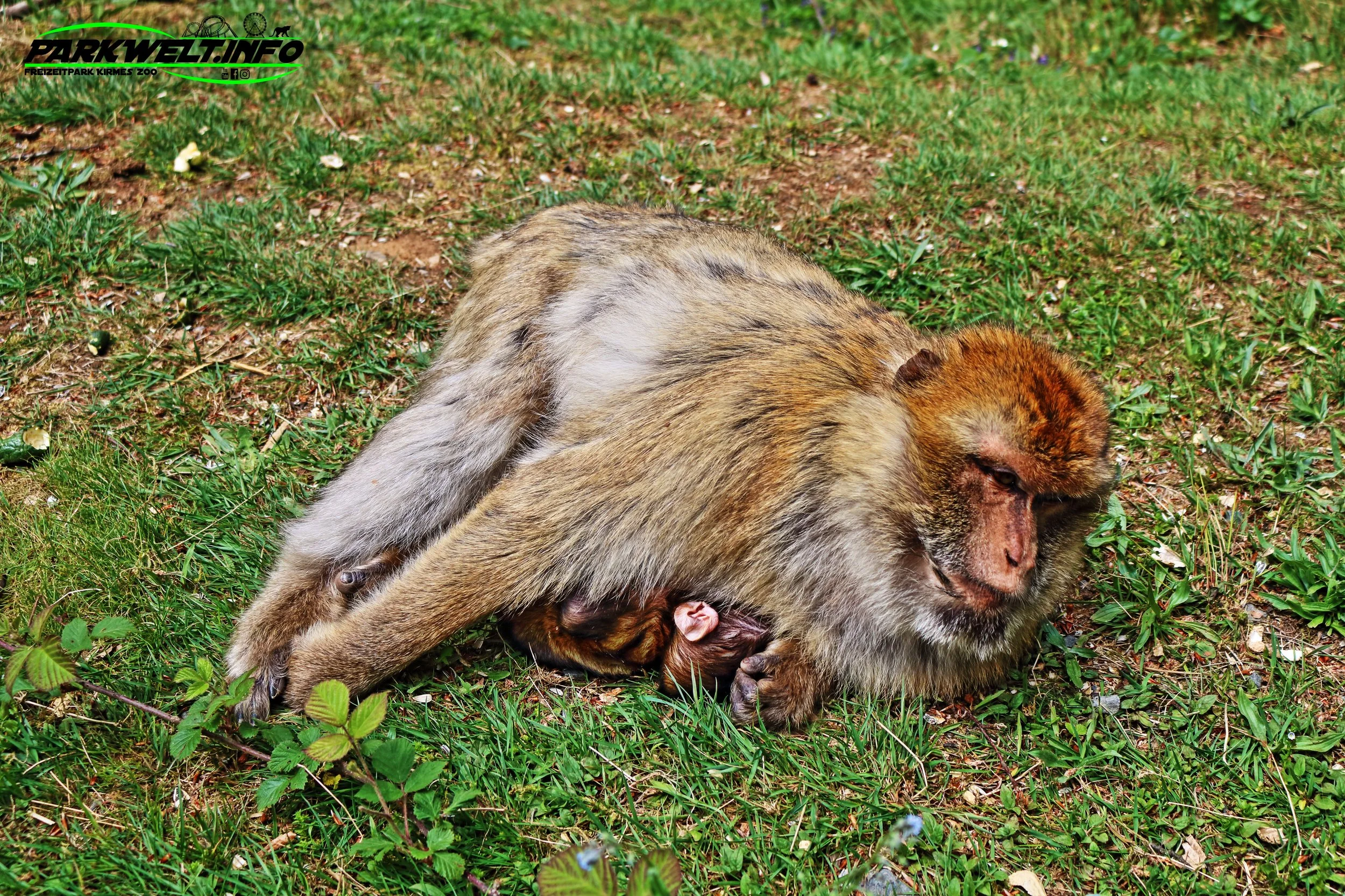 Wild Erlebnispark Daun Wildpark Wildsafari Wildtiere Zoo Freizeitpark Daun Tiere Anfahrt Sommerrodelbahn Auto Affenschlucht Map Guide Adresse Preise Park Plan Fotos Video Bilder Attraktionen
