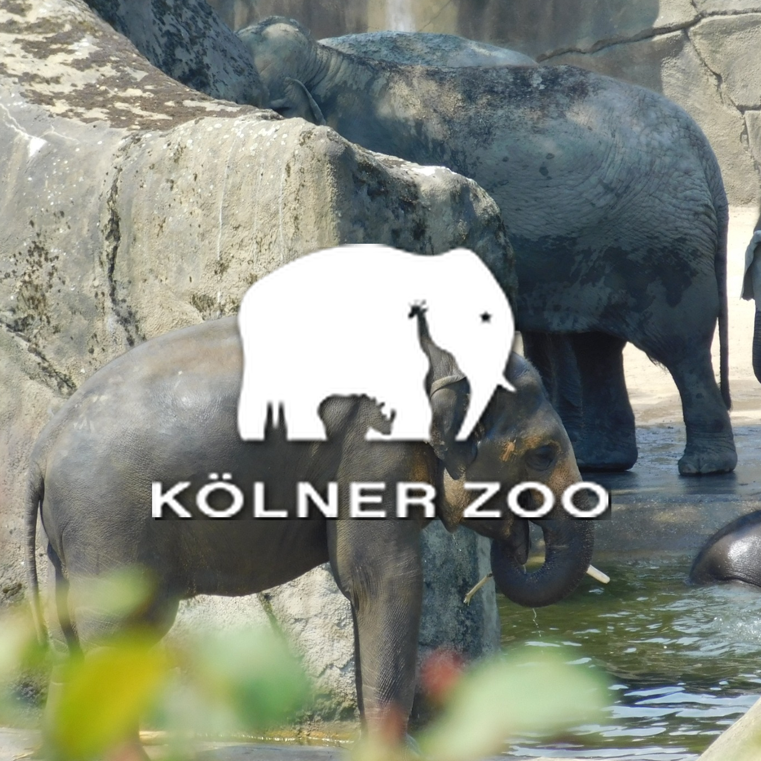Elefanten im Kölner Zoo, Wasser im Vordergrund, Felsen im Hintergrund, Logo des Kölner Zoos mit Elefanten-Silhouette und Text 'KÖLNER ZOO' im Bild