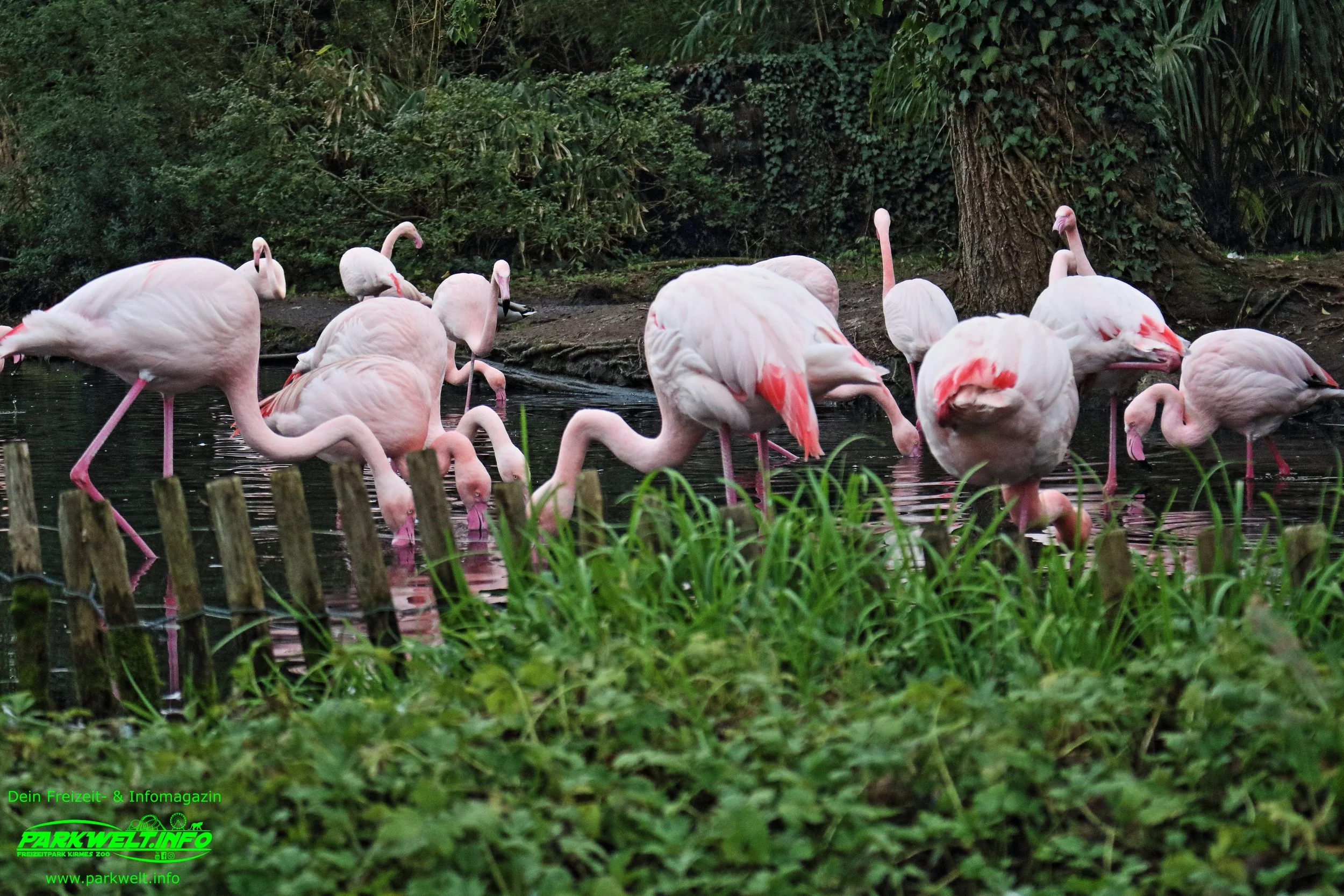 Zoo Amneville Tierpark Frankreich Tiere Ausflug Park Plan Plan du Parc Öffnungszeiten Adresse Parkplatz Familie 