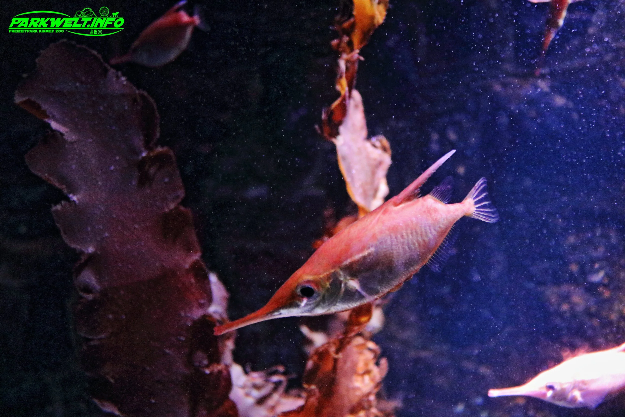 Sea Life Timmendorfer Strand Aquarium Infos Bilder Anfahrt Parkplatz Adresse Attraktionen Preise