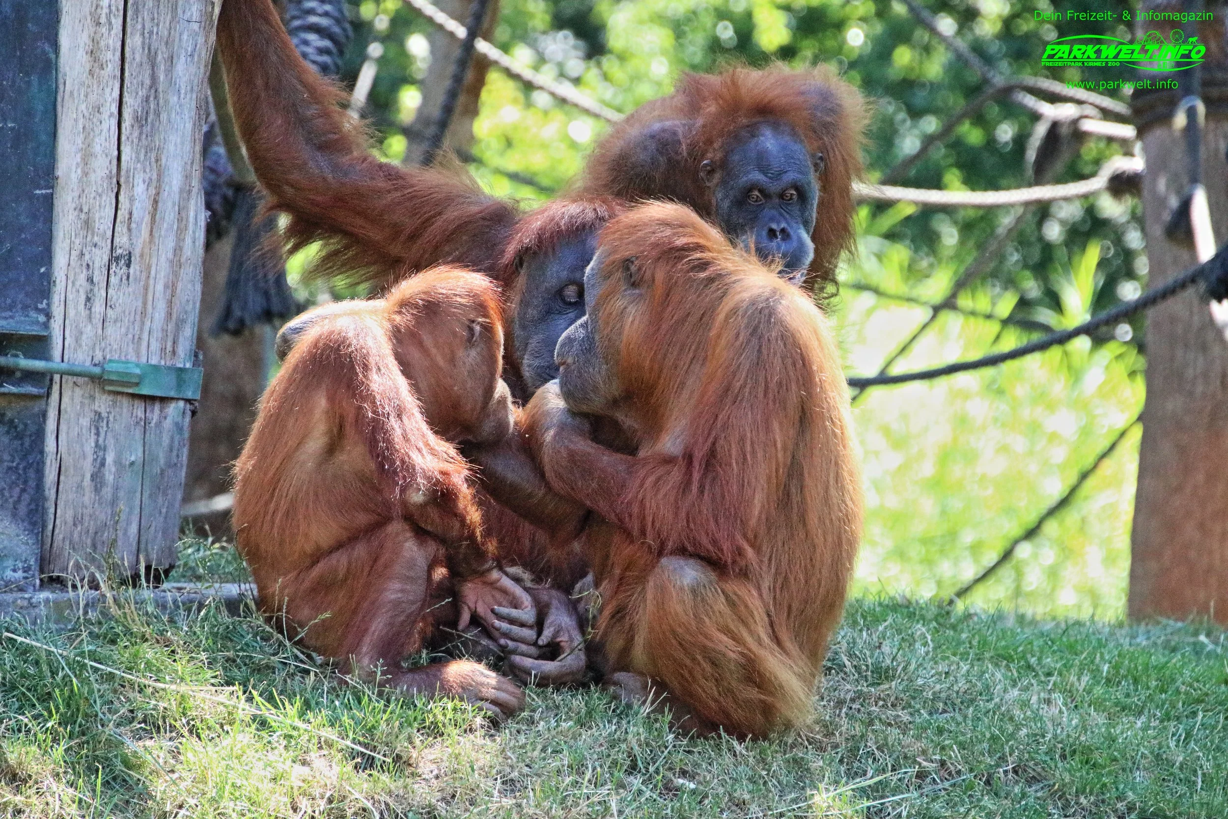Zoo Leipzig Sachsen Tiere Ausflugsziel Park Plan Infos News Bilder Anfahrt Adresse Preise Parkplatz Attraktionen