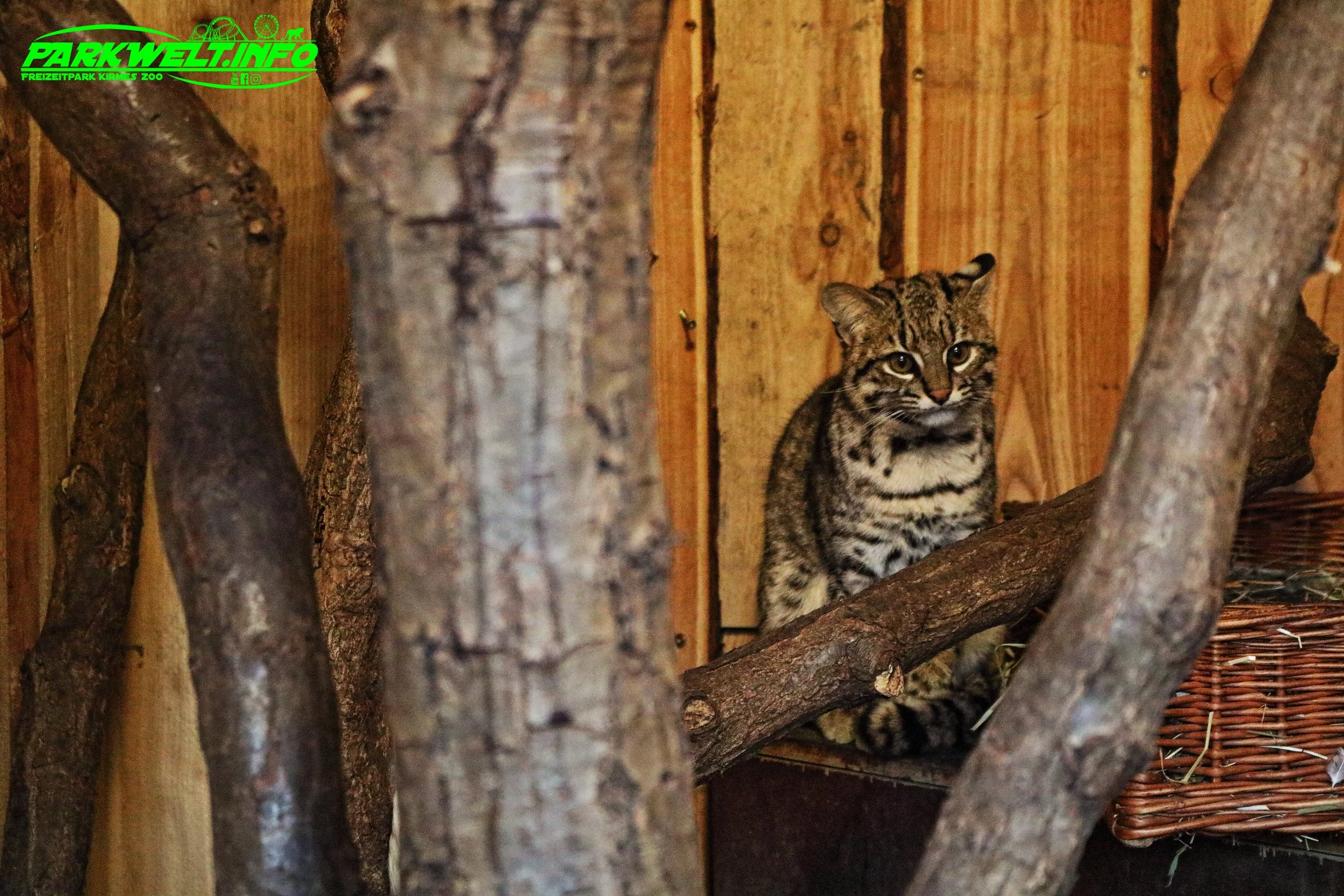Opel Zoo Tierpark Tiere Hessen Ausflug Ausflugsziel Familie Wildpark Anfahrt Adresse Map Guide Parkplan Park Plan Info Infos Spielplatz
