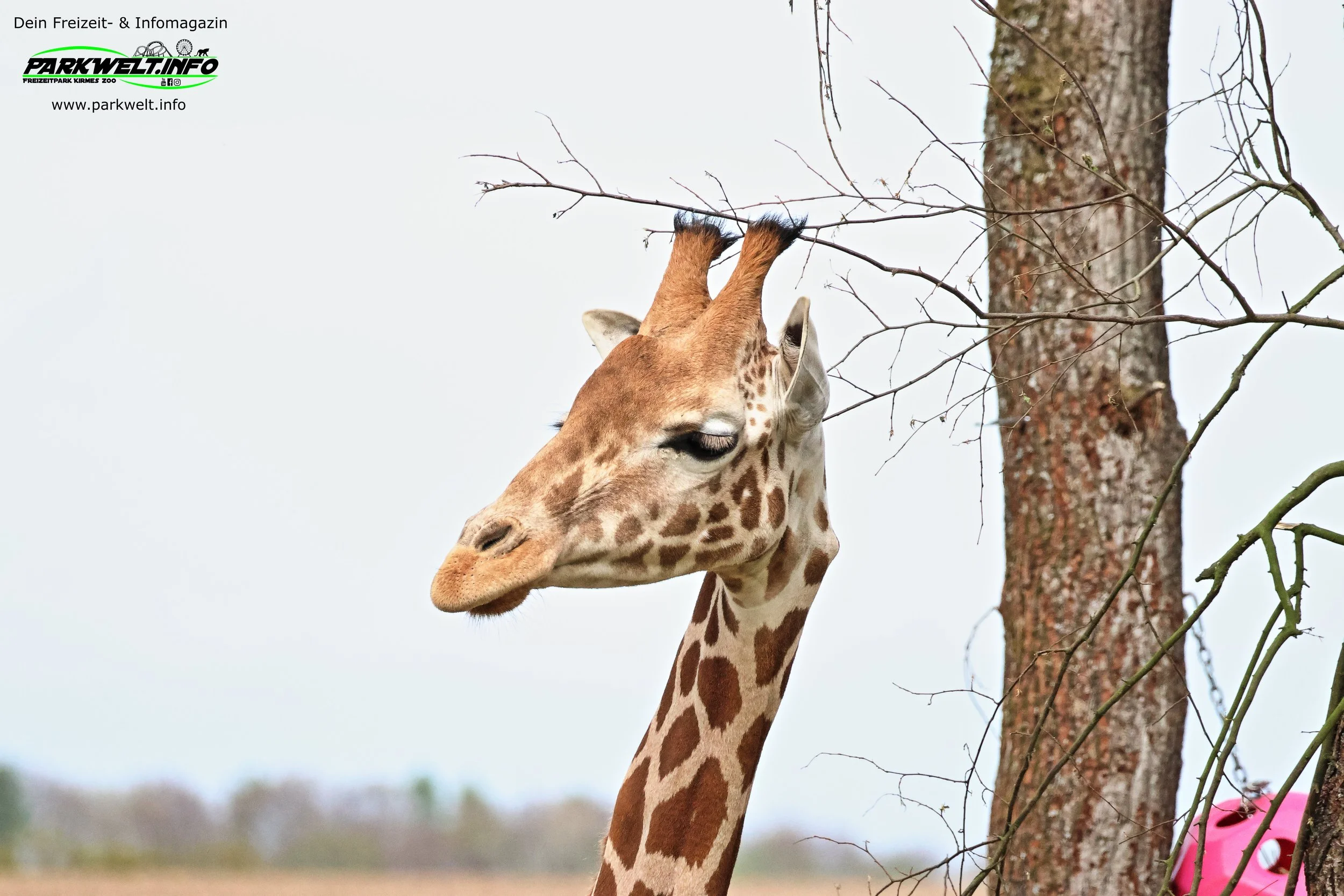 Tier Erlebnispark Bell Hunsrück Wildpark Zoo Tiere Attraktionen Adresse Preise Info Nilder Park Plan Map Guide Husky Show