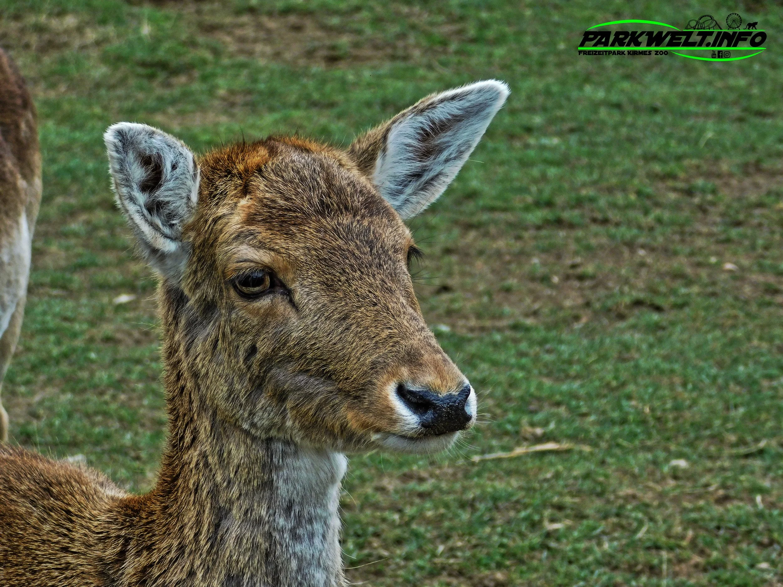 Tierpark Rheinböllen Wildpark Wildtiere Infos Parkplan Park Plan Map Guide Fotos Bilder Hochwildpark Wildtiere Adresse Anfahrt