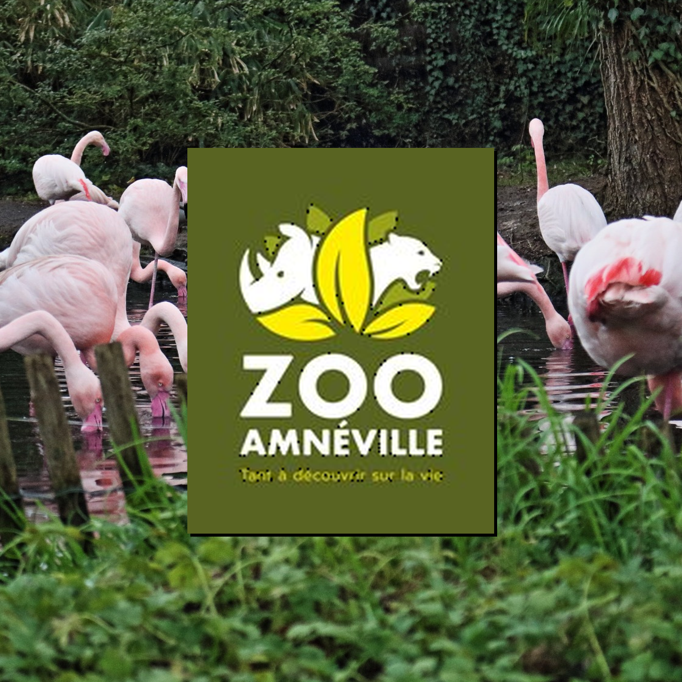 Zoo Amneville Tierpark Frankreich Tiere Ausflug Park Plan Plan du Parc Öffnungszeiten Adresse Parkplatz Familie 