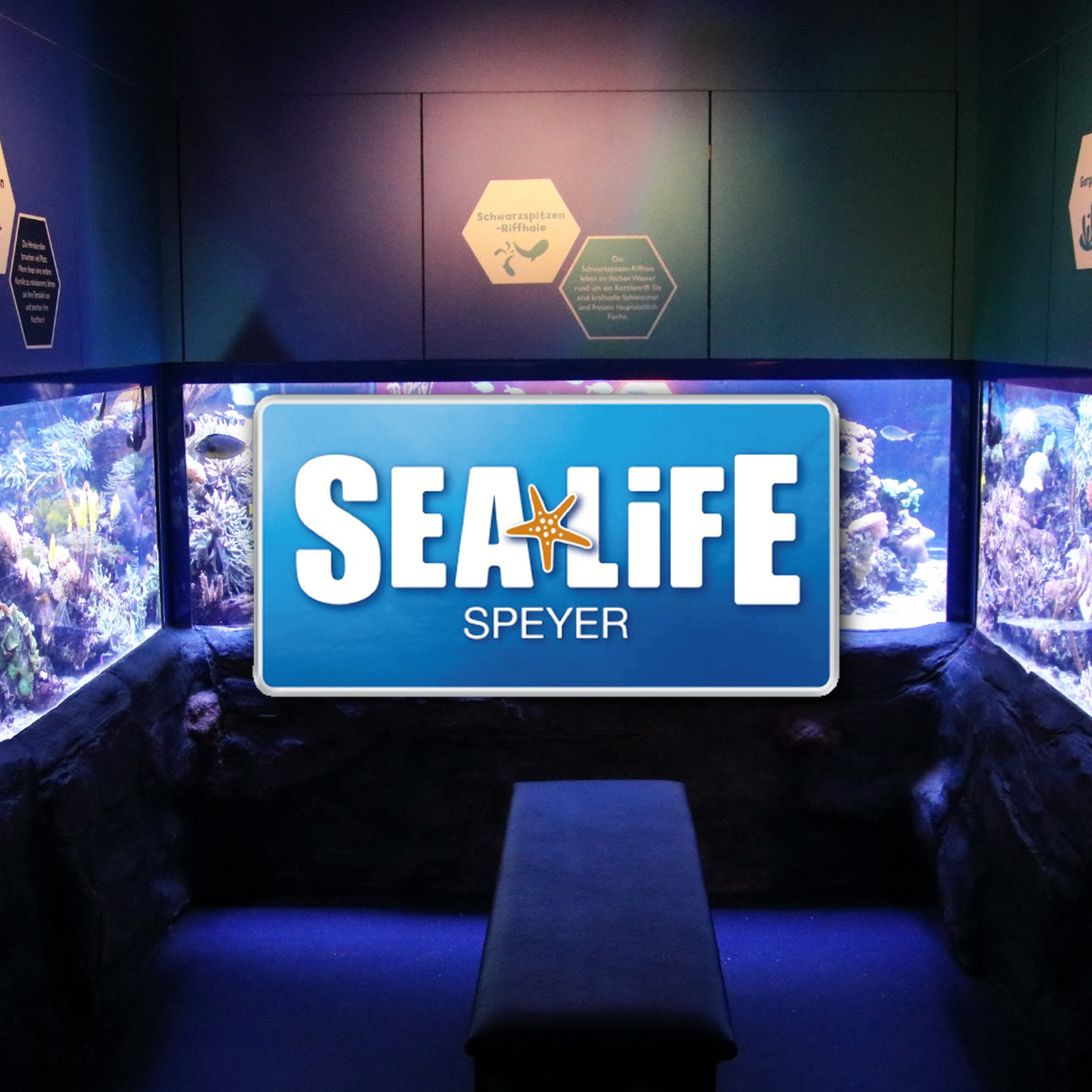 Ein Aquarium in einem öffentlichen Aquarium oder Museum mit dem Logo 'Seaside Speyer' in der Mitte, umgeben von bunten Korallen und Fischen.