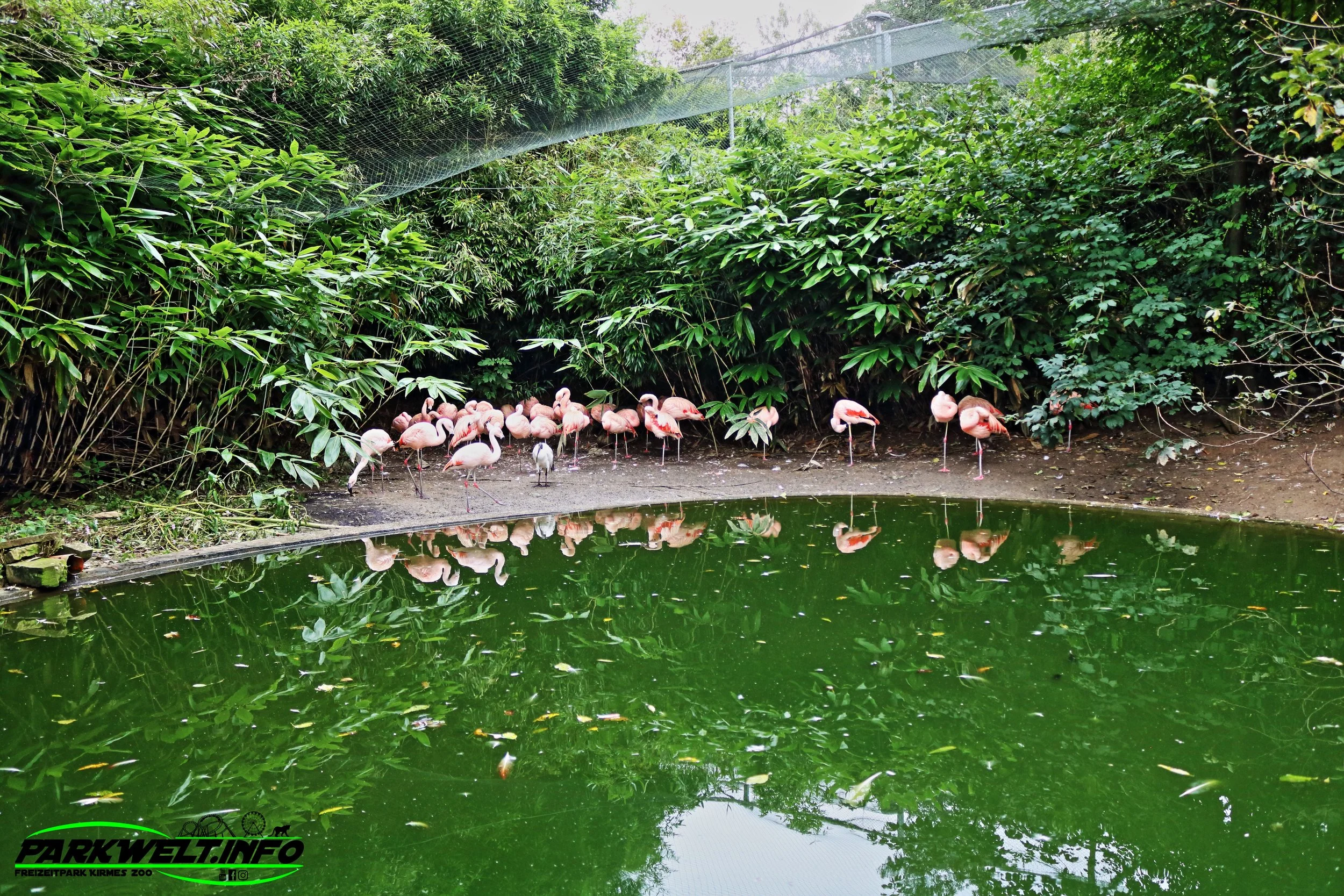 Affen und Vogelpark Eckenhagen Tierpark Wildpark Zoo Nordrhein Westfalen Zoo Wildpark Park Plan Info Anfahrt Bilder Fotos Attraktionen Fahrgeschäfte Vögel Affe