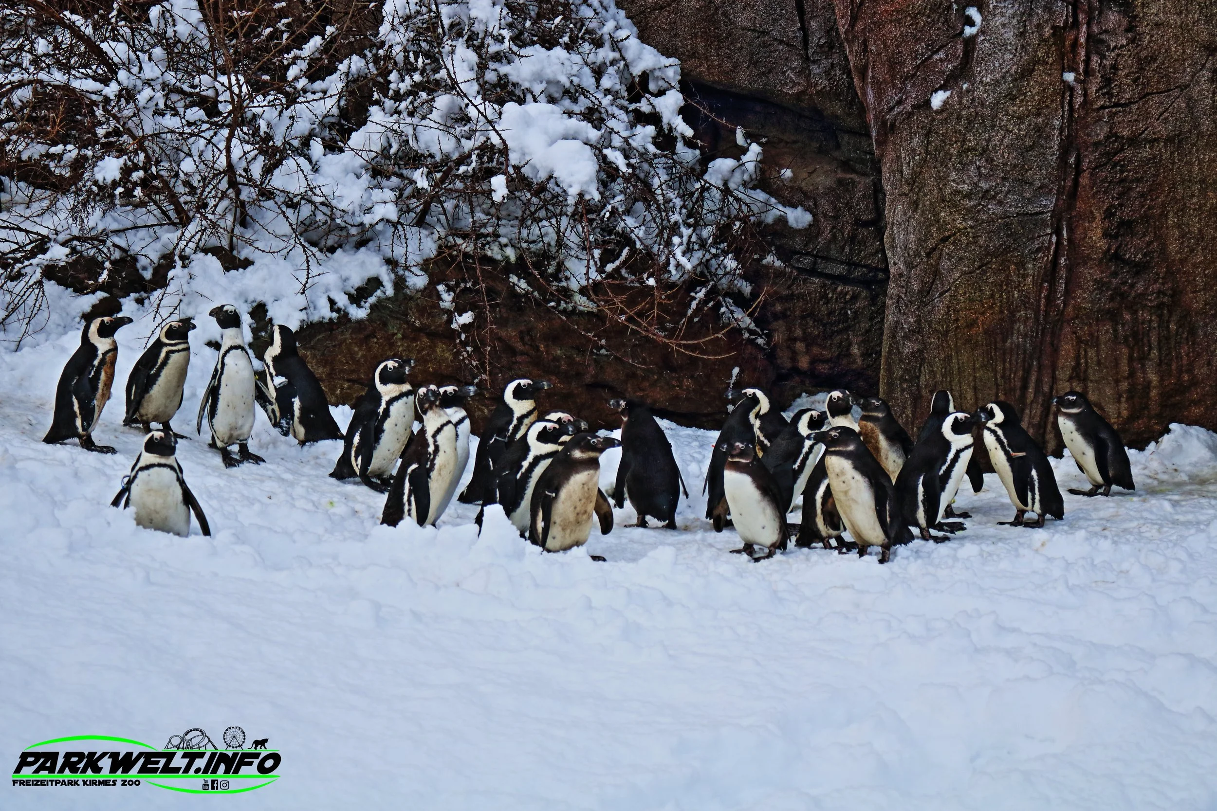 Opel Zoo Tierpark Tiere Hessen Ausflug Ausflugsziel Familie Wildpark Anfahrt Adresse Map Guide Parkplan Park Plan Info Infos Spielplatz