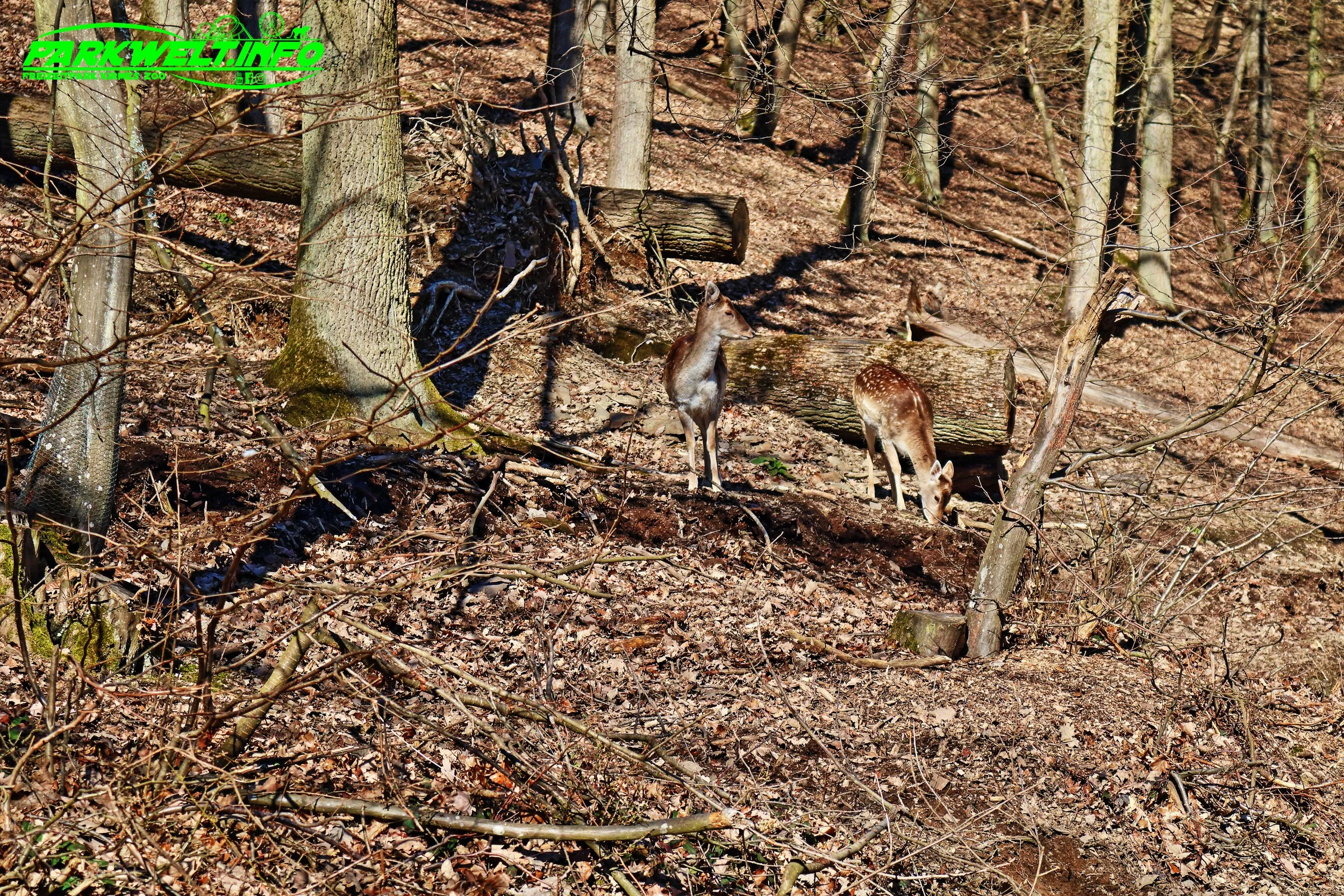 Wildpark Schmidt Tiere Zoo Infos News Park Plan Map Guide Adresse Parken Bilder Fotos Park Plan
