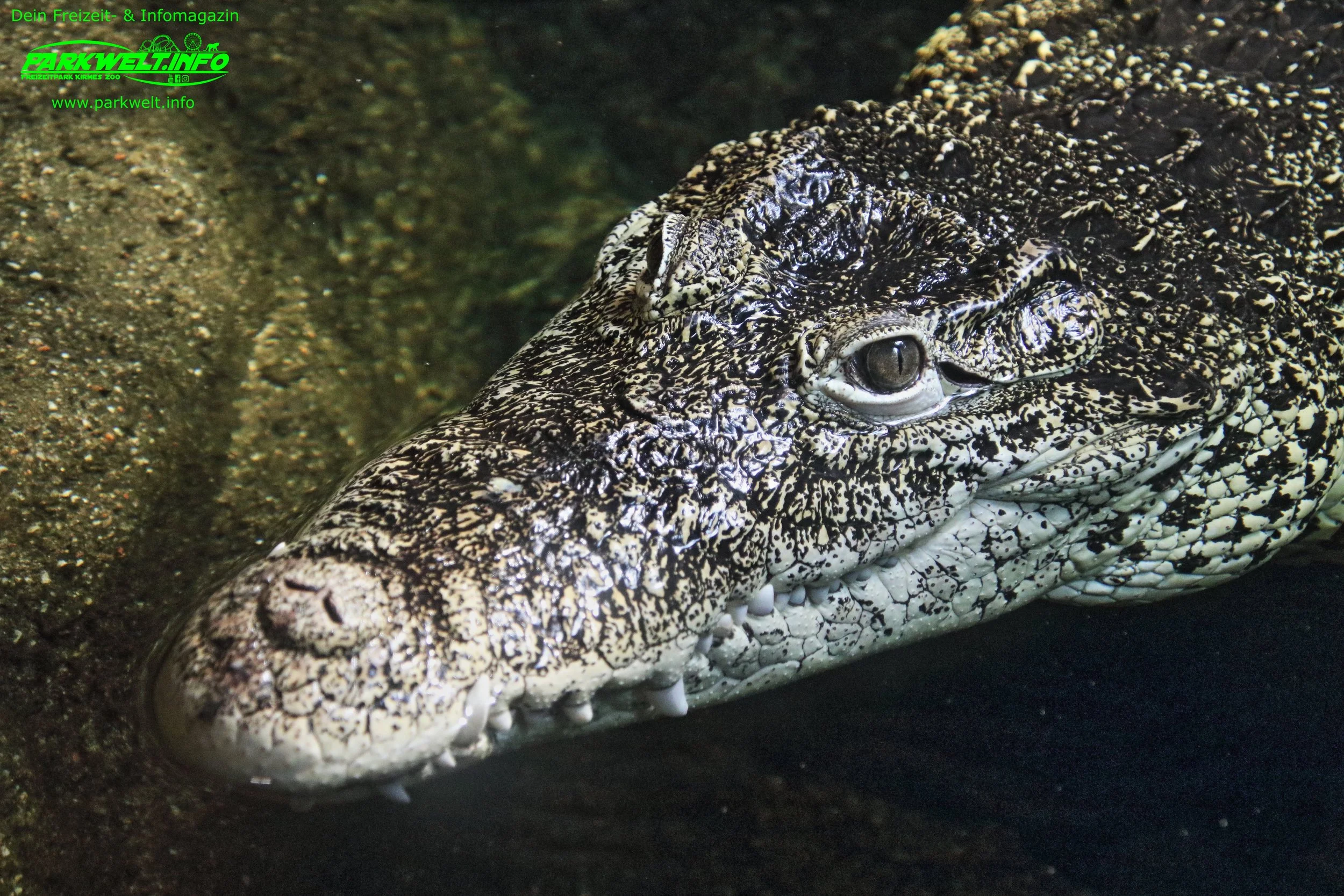 Sea Life Hannover Aquarium Ausflugsziel Fische Niedersachsen Merlin Familienzeit Rabatt Attraktionen Park Plan Bilder Anfahrt Adresse 