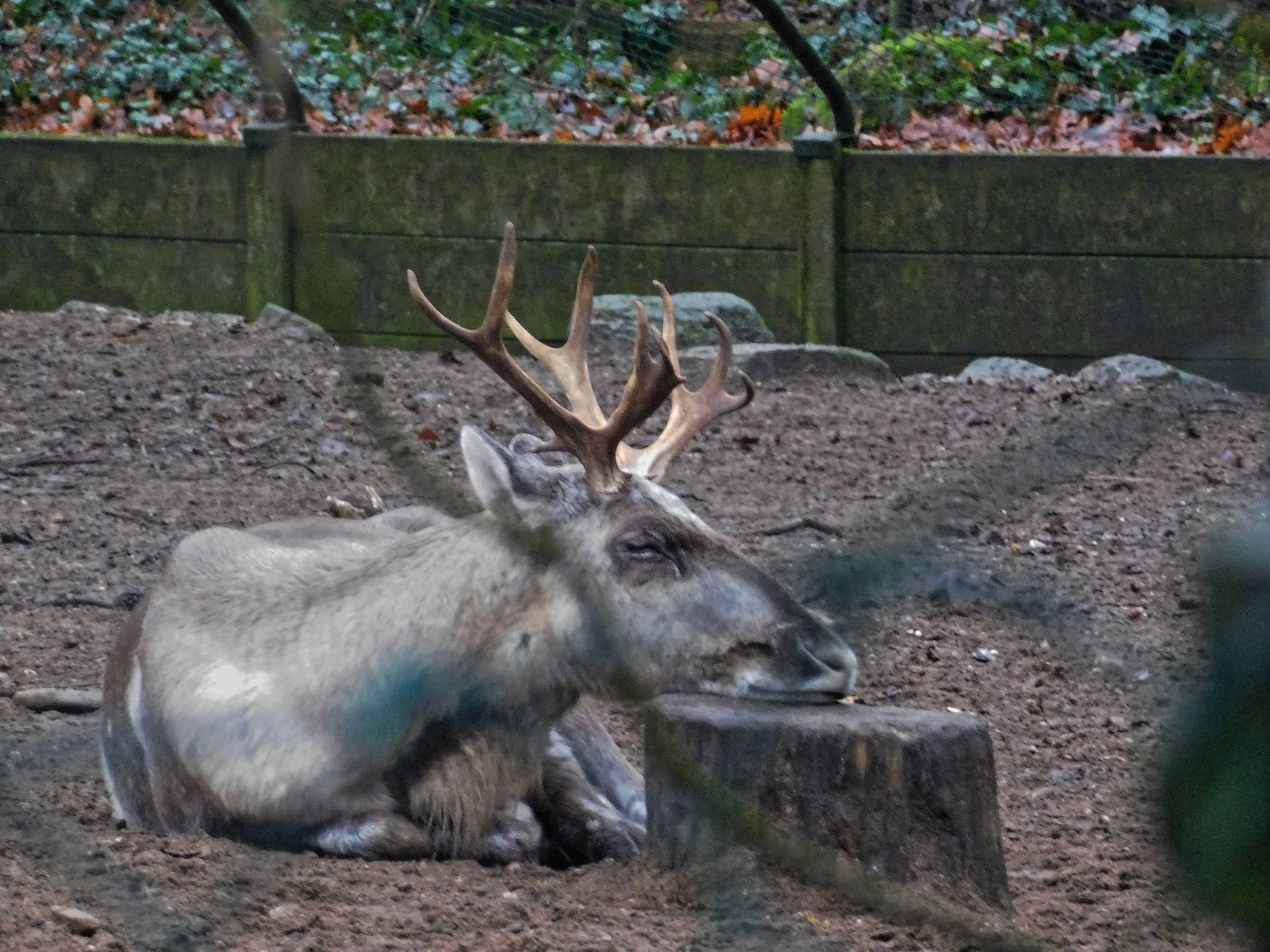 Burgers Zoo Arnhein Niederlande Holland Tierpark Wildpark Tiere Zoo Wild Tiere Info Park Plan Map Guide Anfahrt Adresse