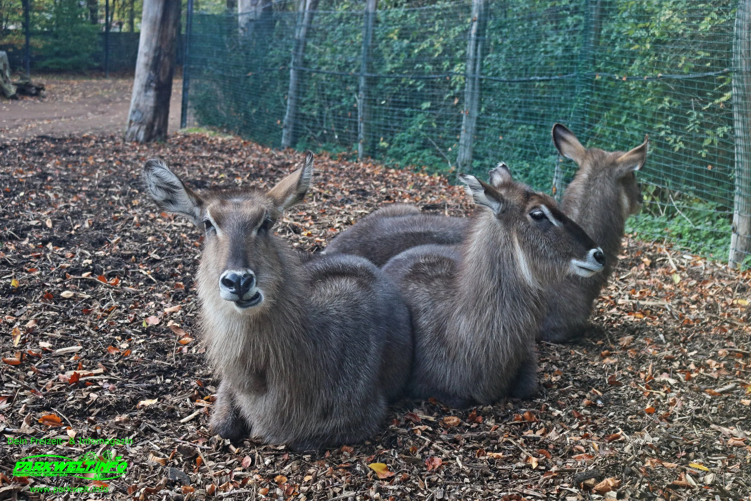 Zoo Osnabrück Niedersachsen Wildpark Infos Tiere Parkplan Park Plan Adresse Anfahrt Parkplatz Preise Aquarium