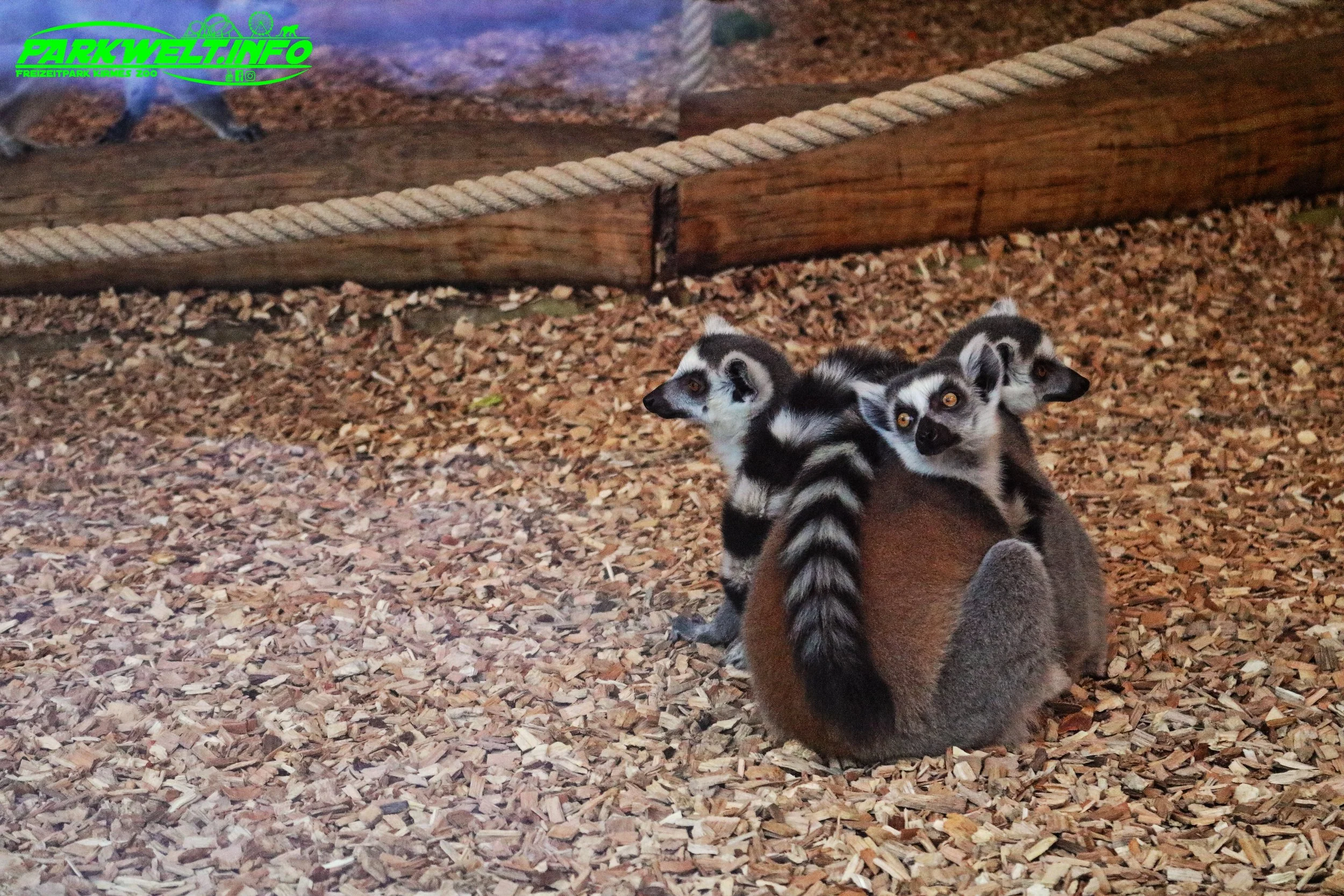 Opel Zoo Tierpark Tiere Hessen Ausflug Ausflugsziel Familie Wildpark Anfahrt Adresse Map Guide Parkplan Park Plan Info Infos Spielplatz
