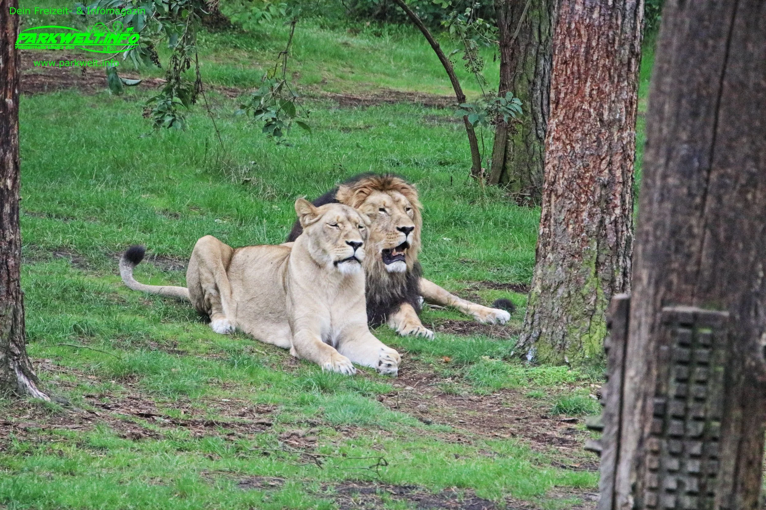 Serengeti Park Hodenhagen Freizeitpark Themepark Amusementpark Attraktionen Tiere Wildtiere Safari Achterbahn Rollercoaster Coaster Safaripark Info Map Guide Park Plan