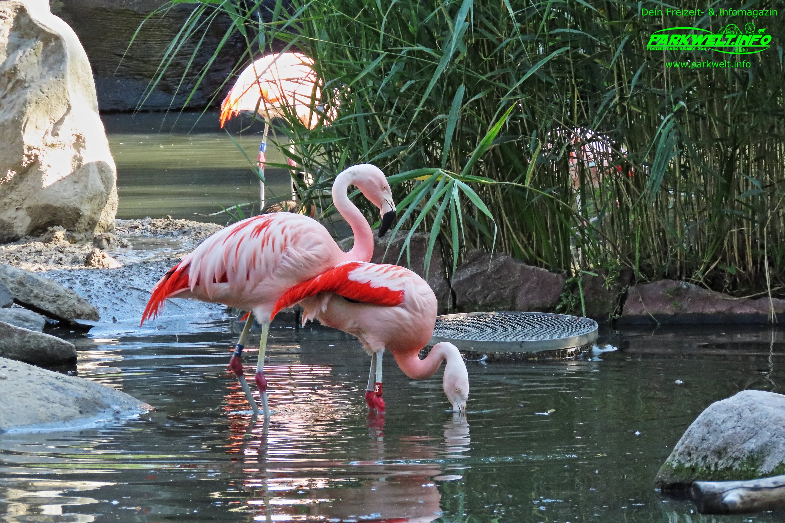 Zoo Leipzig Sachsen Tiere Ausflugsziel Park Plan Infos News Bilder Anfahrt Adresse Preise Parkplatz Attraktionen