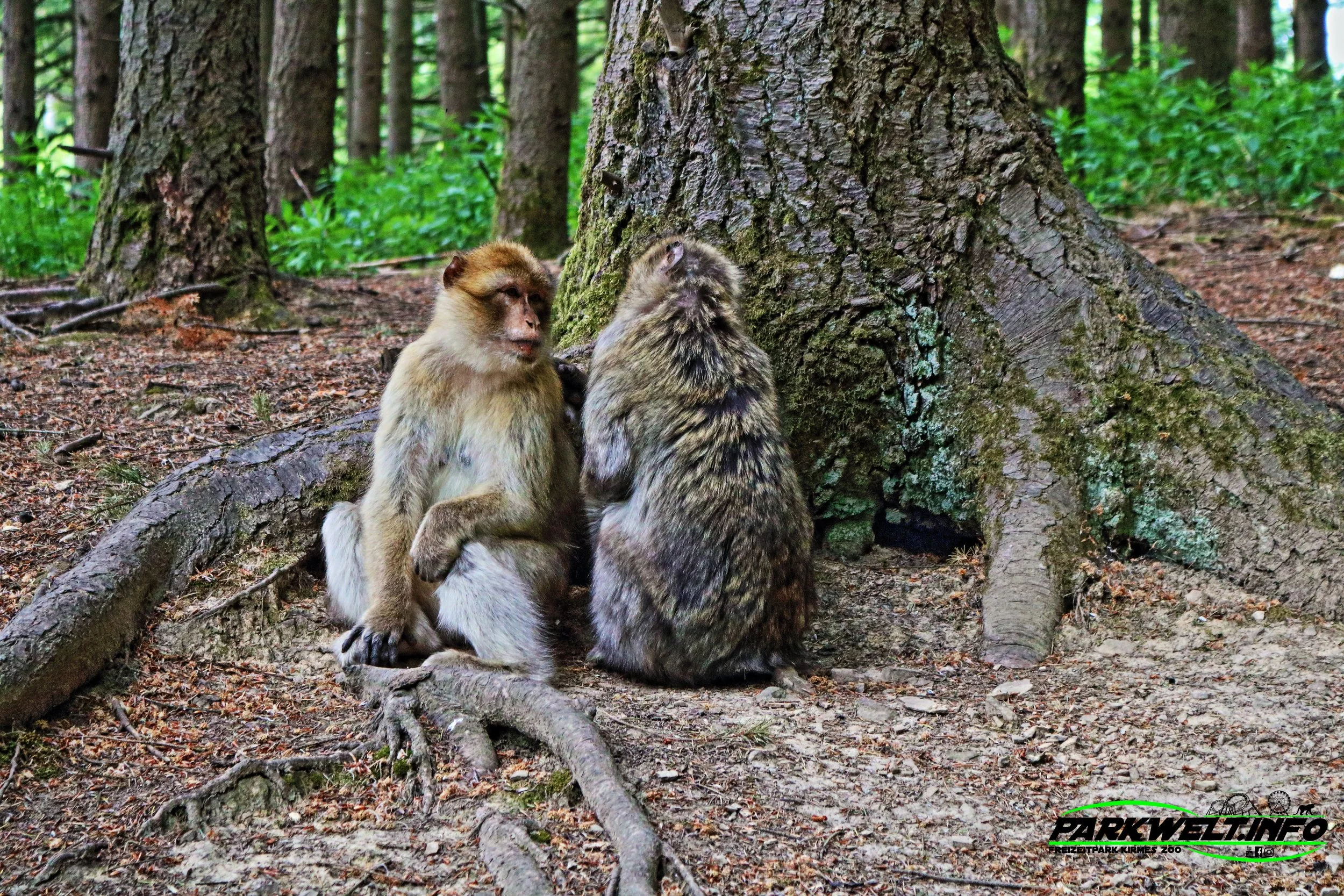 Wild Erlebnispark Daun Wildpark Wildsafari Wildtiere Zoo Freizeitpark Daun Tiere Anfahrt Sommerrodelbahn Auto Affenschlucht Map Guide Adresse Preise Park Plan Fotos Video Bilder Attraktionen