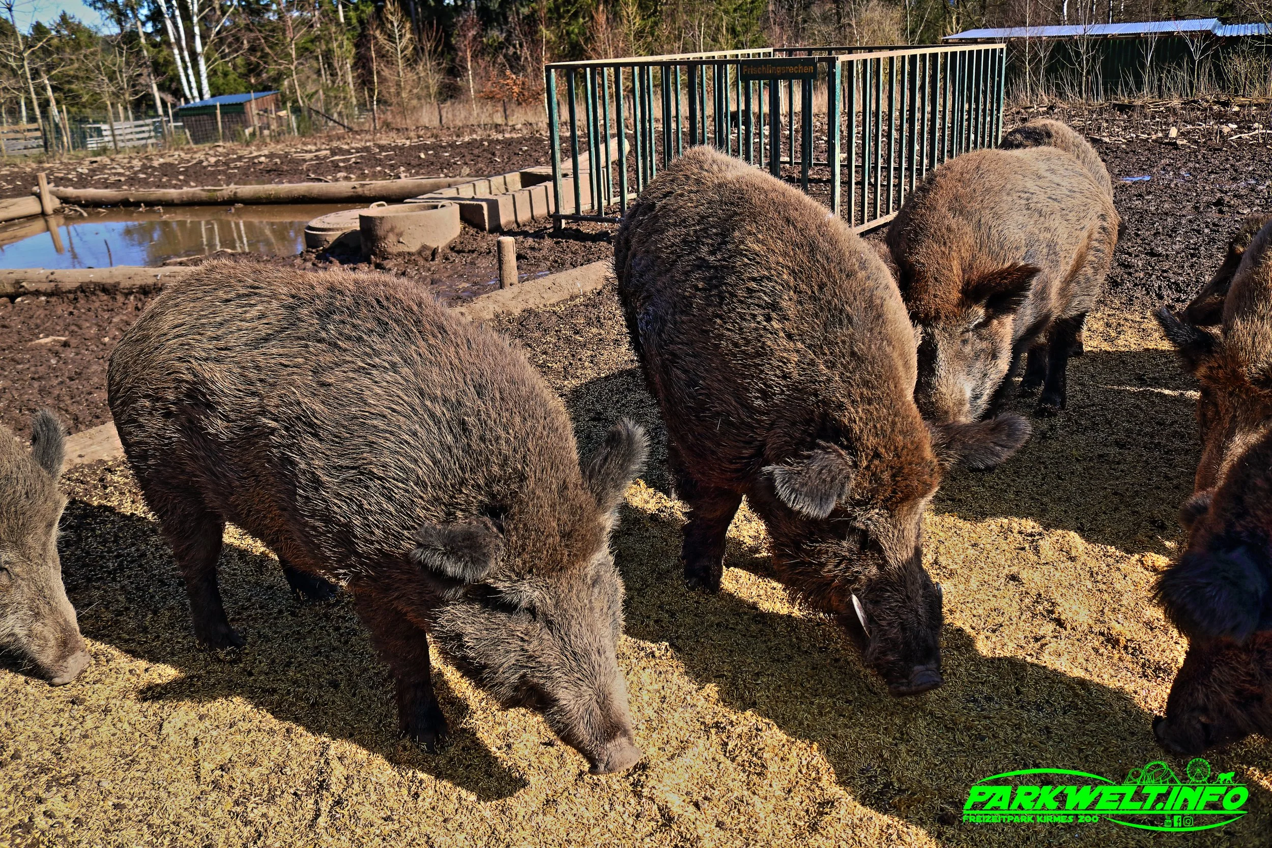 Greifvogelstation Wildfreigehege Hellenthal Wildpark Vogelpark Tierpark Infos Preise Anfahrt Map Guide Park Plan Fotos Bilder