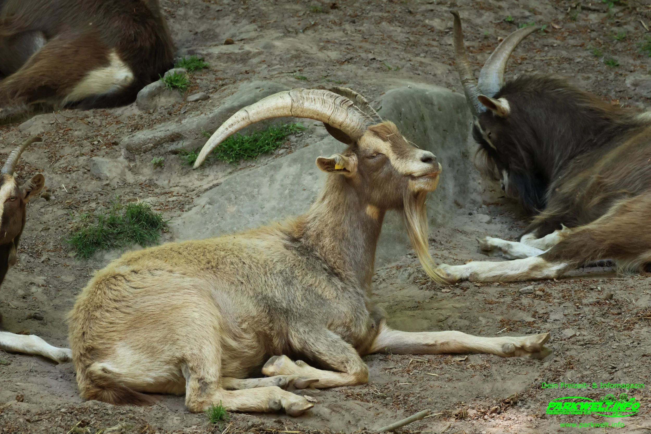 Kurpfalz Park Freizeitpark Wachenheim Tiere Attraktionen Wildpark