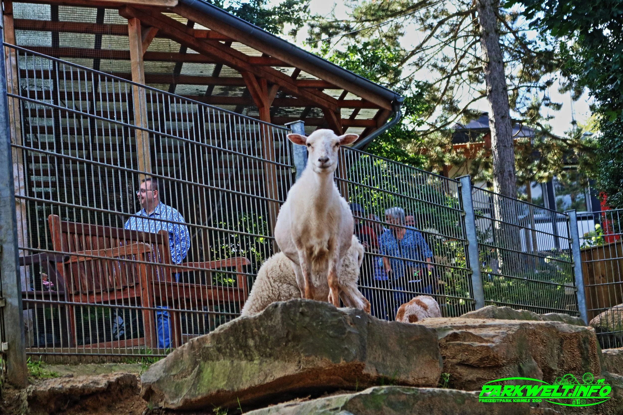 Affen und Vogelpark Eckenhagen Tierpark Wildpark Zoo Nordrhein Westfalen Zoo Wildpark Park Plan Info Anfahrt Bilder Fotos Attraktionen Fahrgeschäfte Vögel Affe 