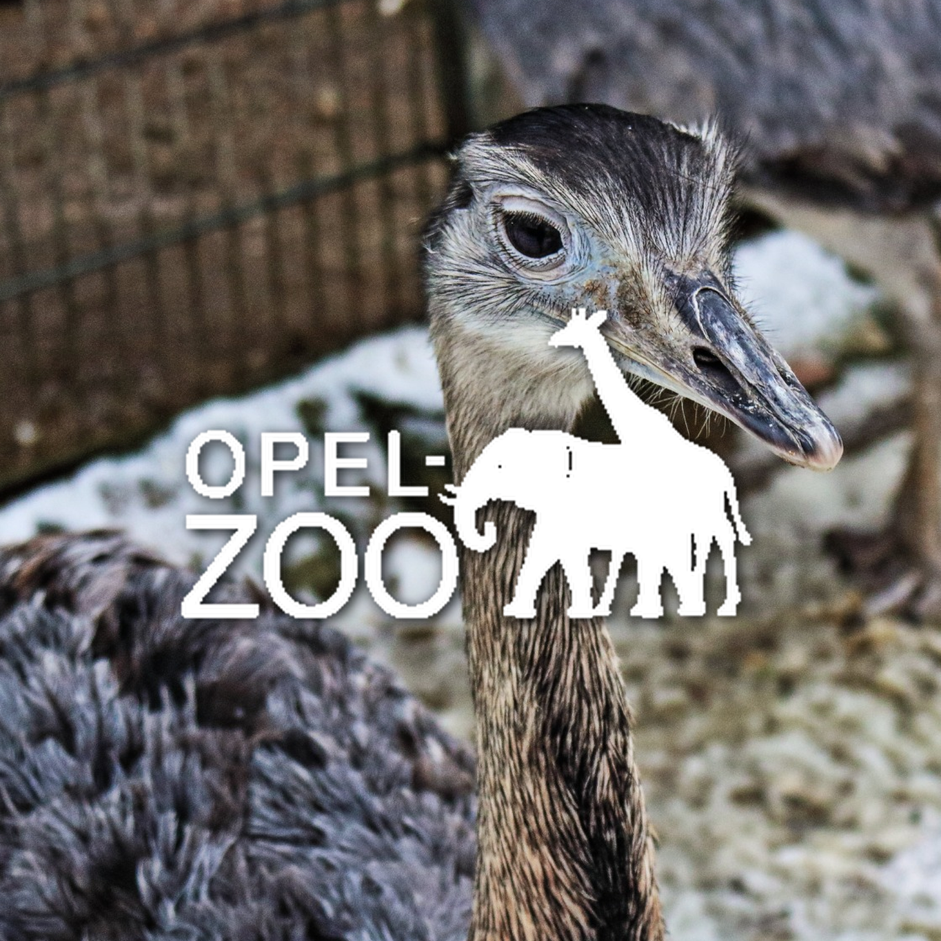 Nahaufnahme eines Emu-Vogels Opel Zoo Tierpark Tiere Hessen Ausflug Ausflugsziel Familie Wildpark Anfahrt Adresse Map Guide Parkplan Park Plan Info Infos Spielplatz