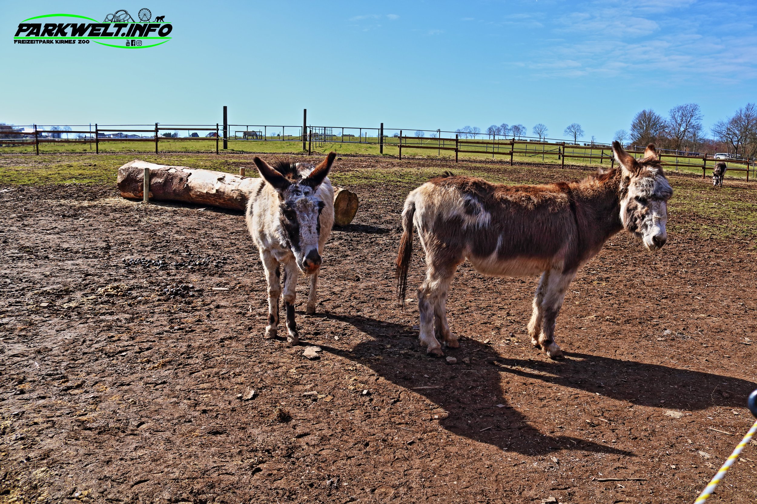 Wildpark Schmidt Tiere Zoo Infos News Park Plan Map Guide Adresse Parken Bilder Fotos Park Plan