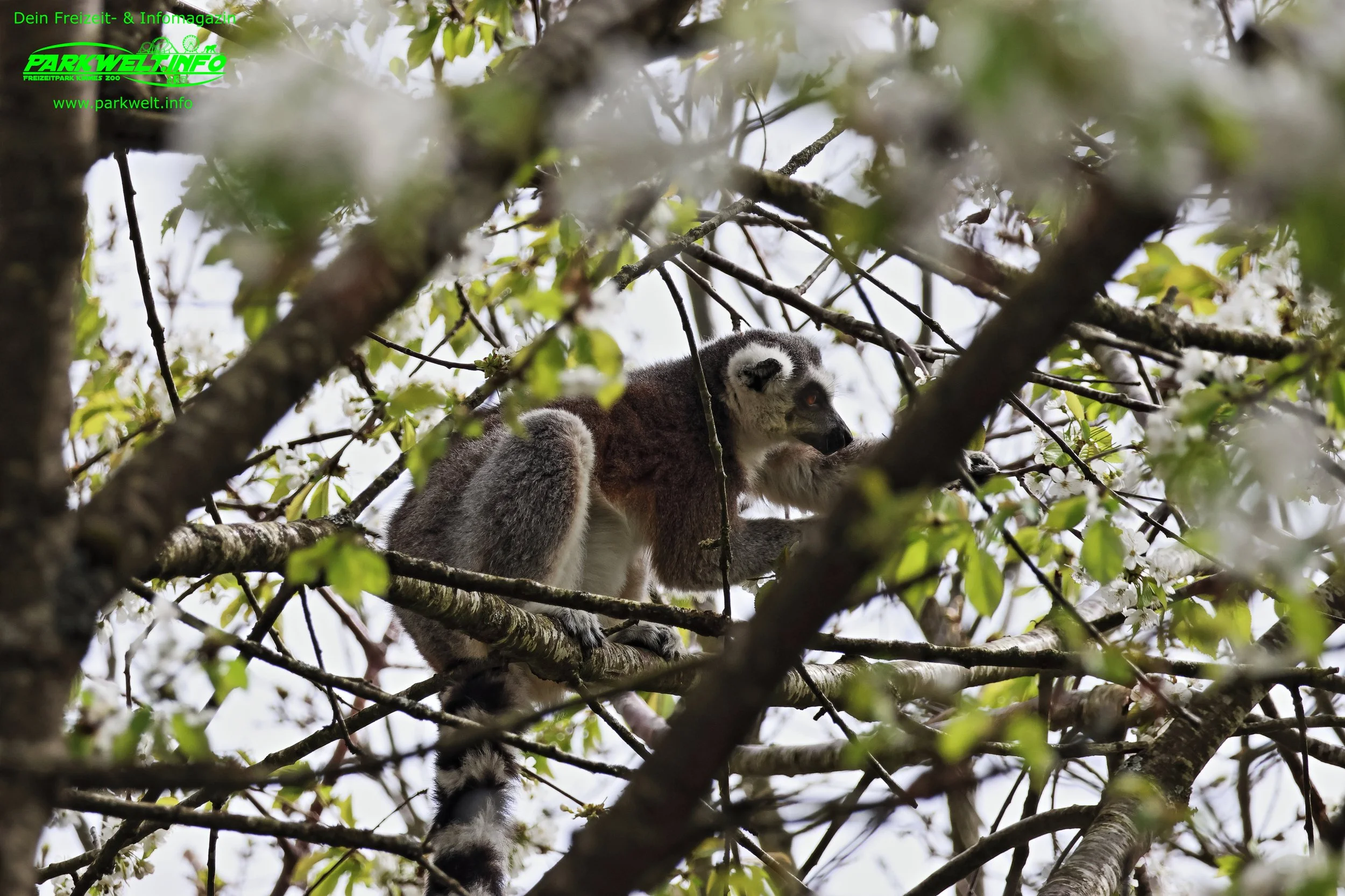 Tier Erlebnispark Bell Hunsrück Wildpark Zoo Tiere Attraktionen Adresse Preise Info Nilder Park Plan Map Guide Husky Show