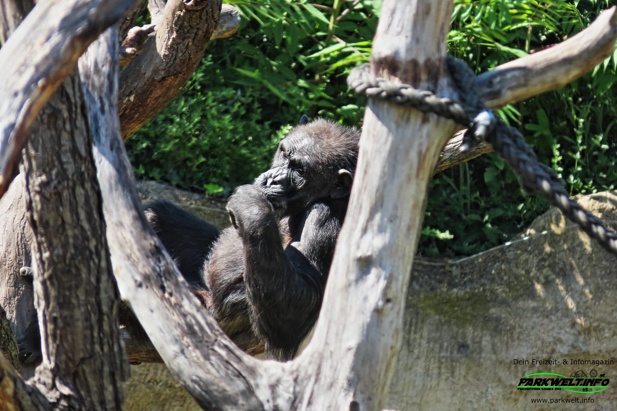 Zoo Leipzig Sachsen Tiere Ausflugsziel Park Plan Infos News Bilder Anfahrt Adresse Preise Parkplatz Attraktionen