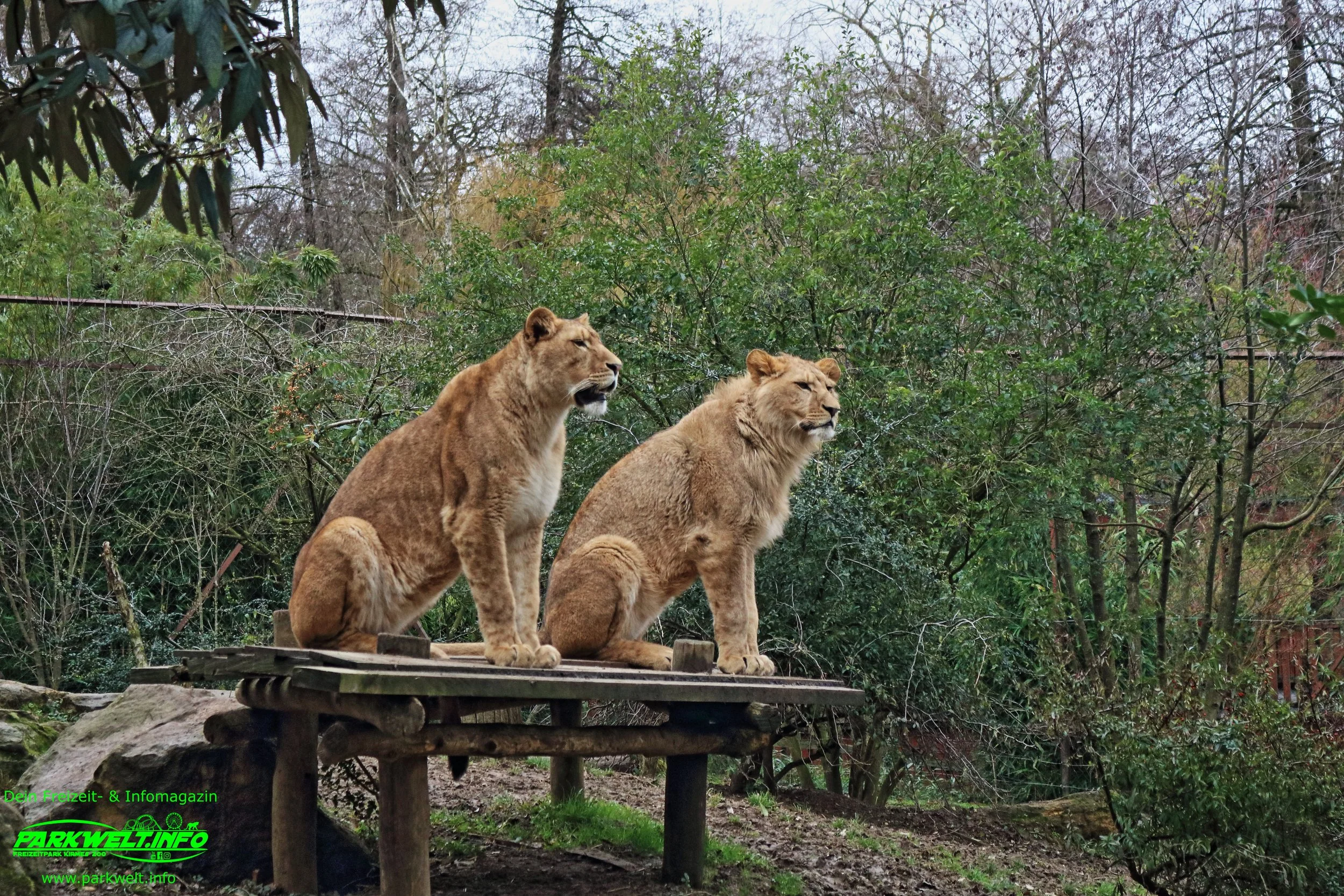 Zoo Amneville Tierpark Frankreich Tiere Ausflug Park Plan Plan du Parc Öffnungszeiten Adresse Parkplatz Familie 