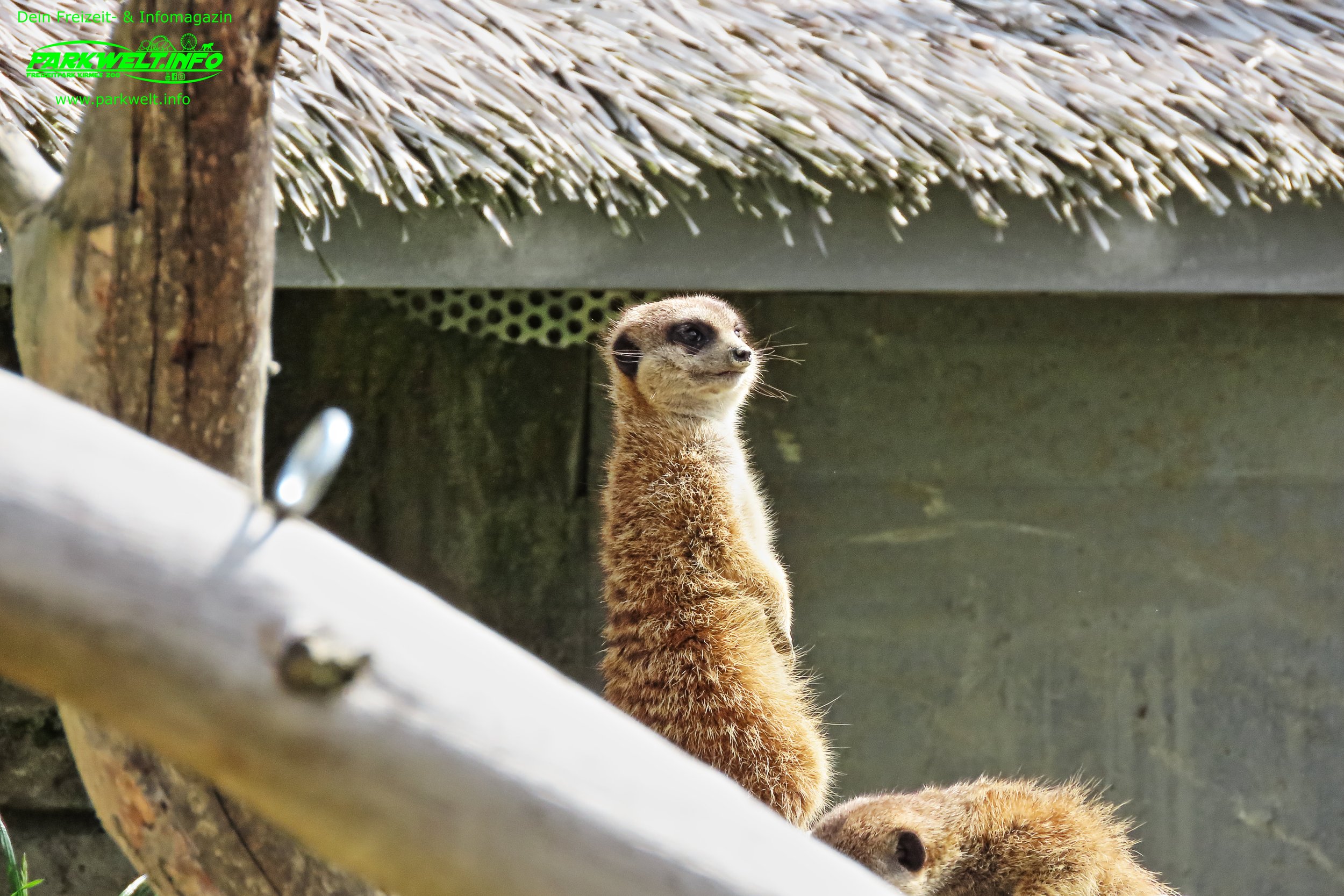 Tatzmania Löffingen Freizeitpark Themepark Wildpark Baden Württemberg Attraktionen Fahrgeschäfte Achterbahn Rollercoaster Info Preise Öffnungszeiten Adresse Anfahrt Parkplatz